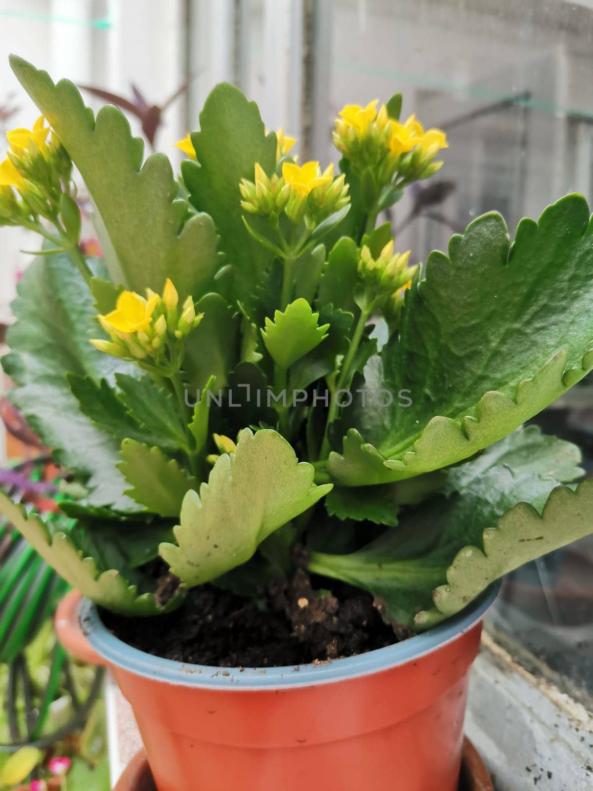 Kalanchoe with yellow flowers on the windowsill close-up. by Fran71