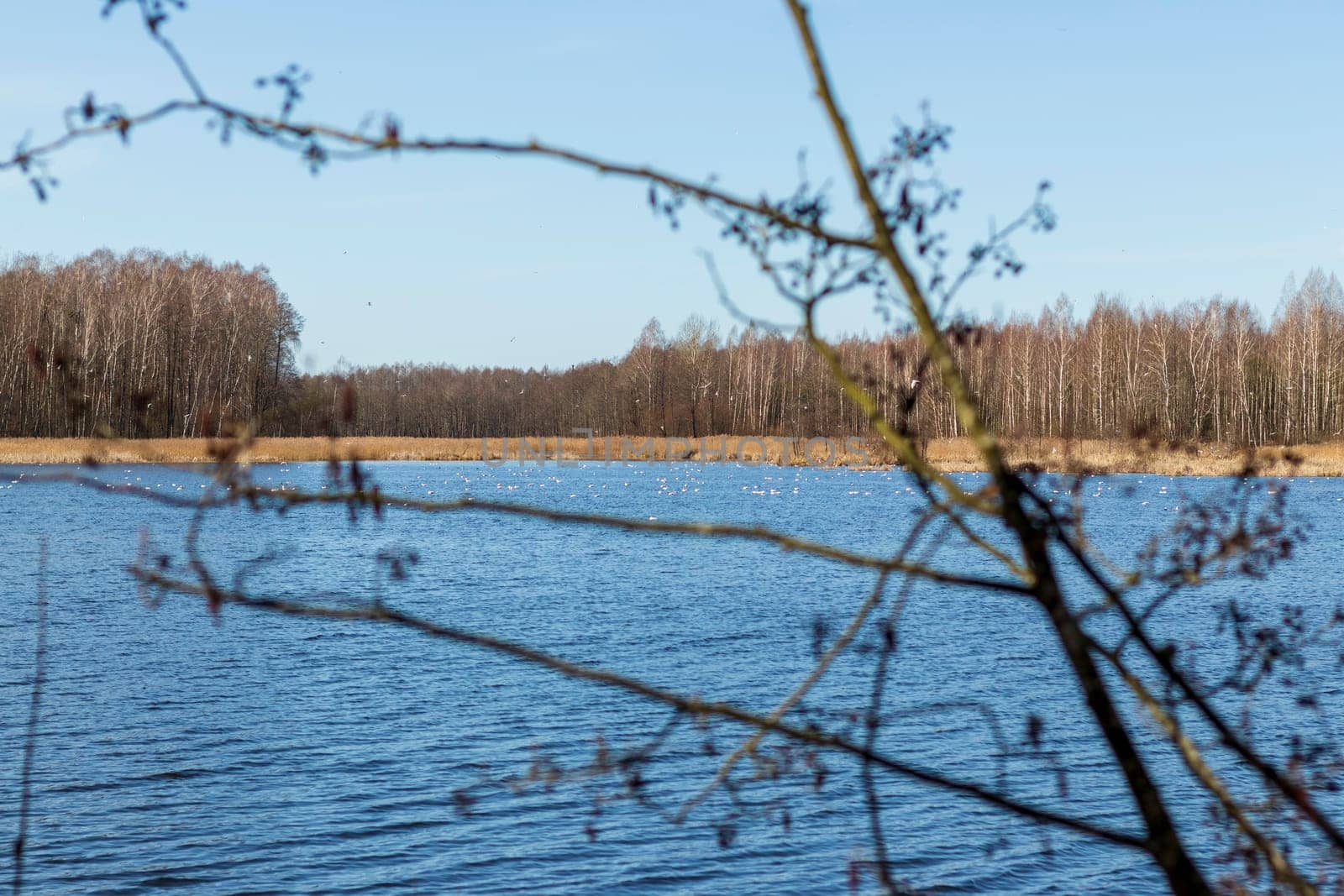 Waterfowl. Different types of a aquatic birds gathered for mating on the lake. Waterfowl