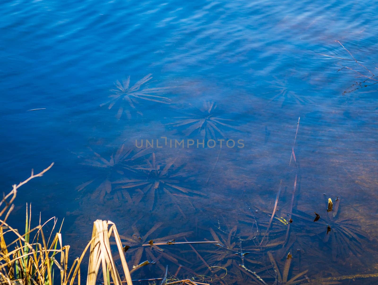 Concept shot of the bottom of the pond