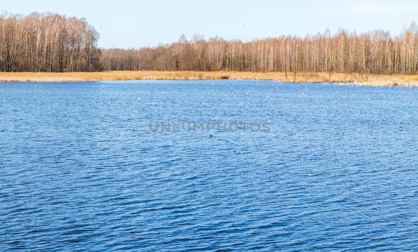 Waterfowl. Different types of a aquatic birds gathered for mating on the lake. Waterfowl