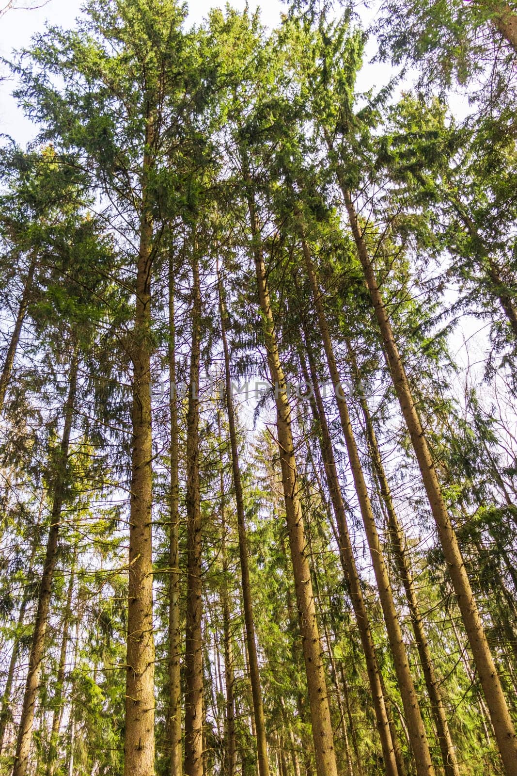 Landscape shot of the forest.