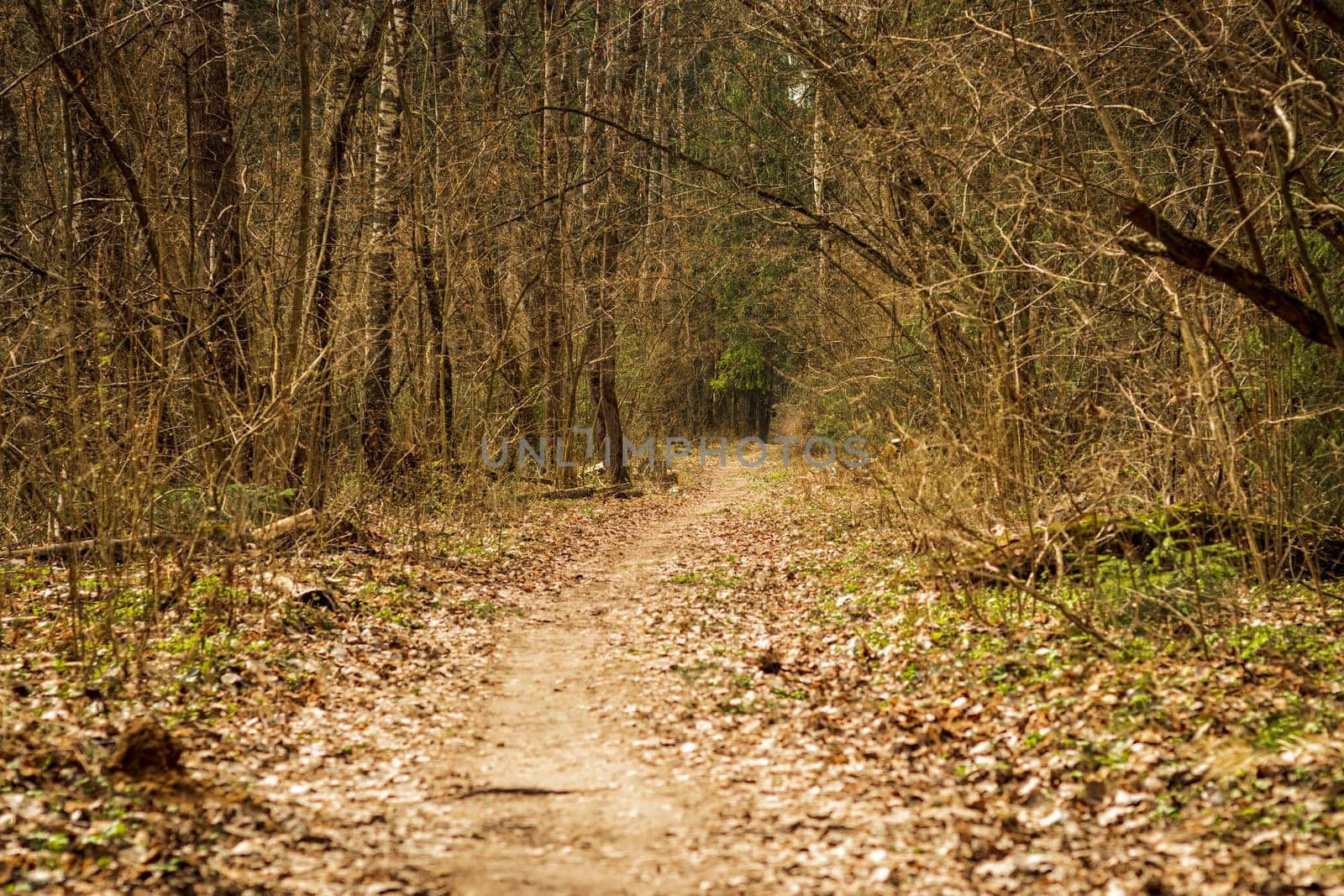 Landscape shot of the forest.