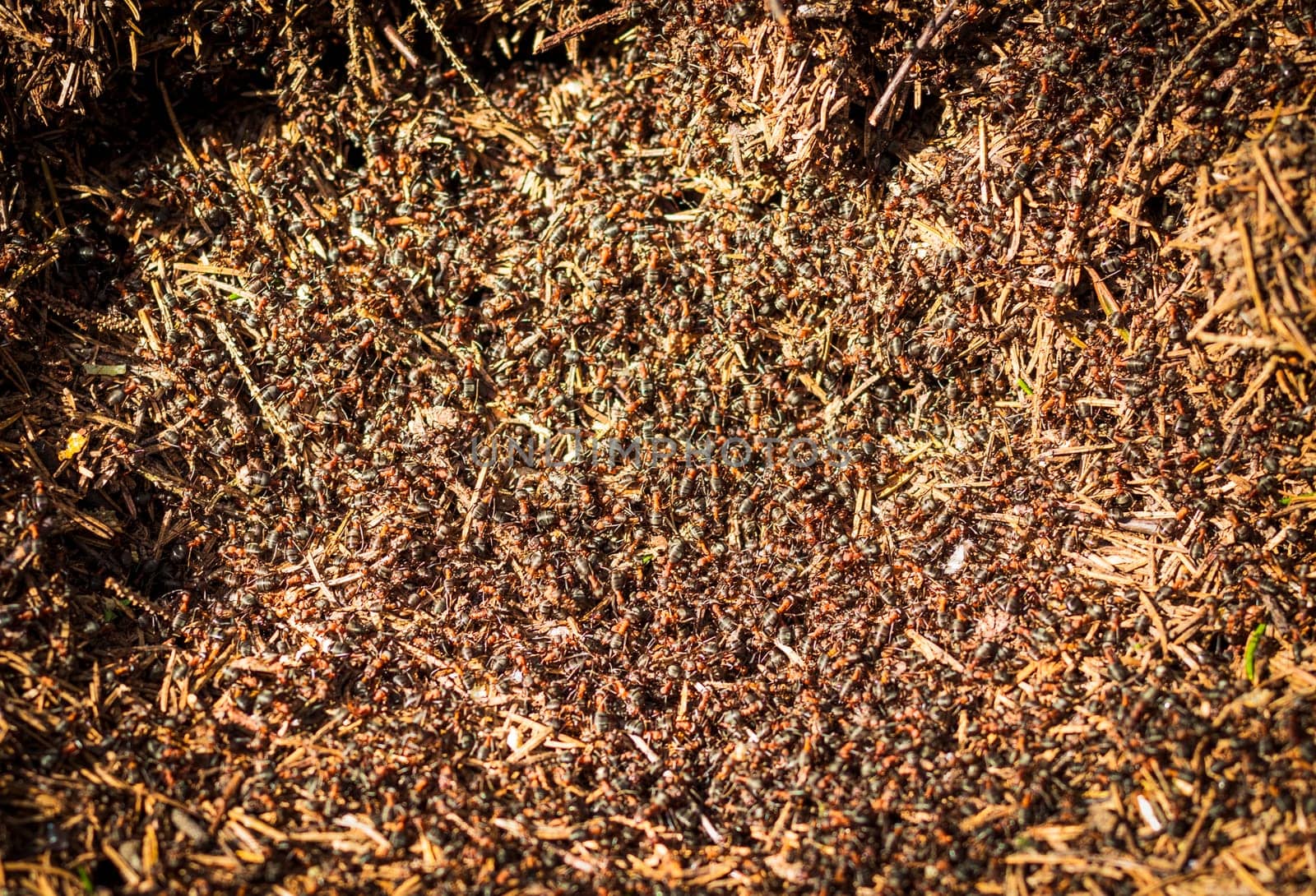 Close up shot of the anthill
