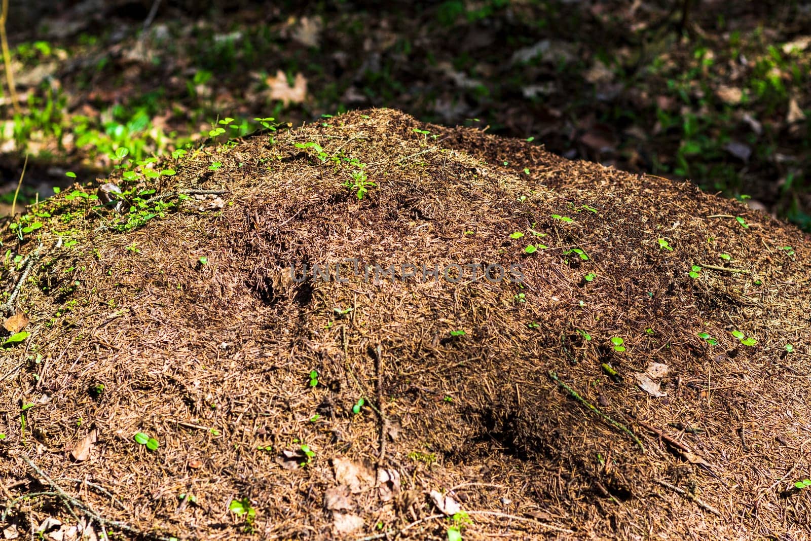 Close up shot of the anthill