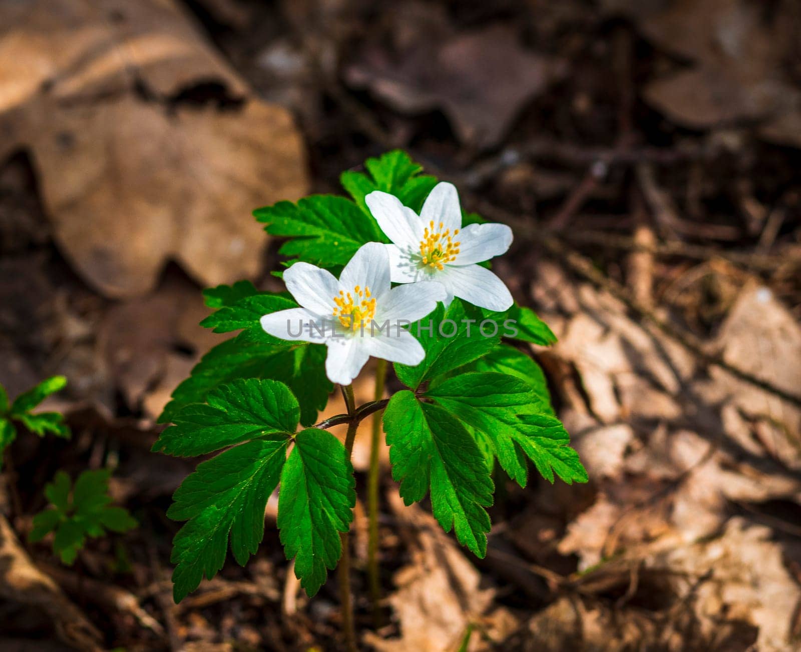 Close up shot of the fresh spring flowers