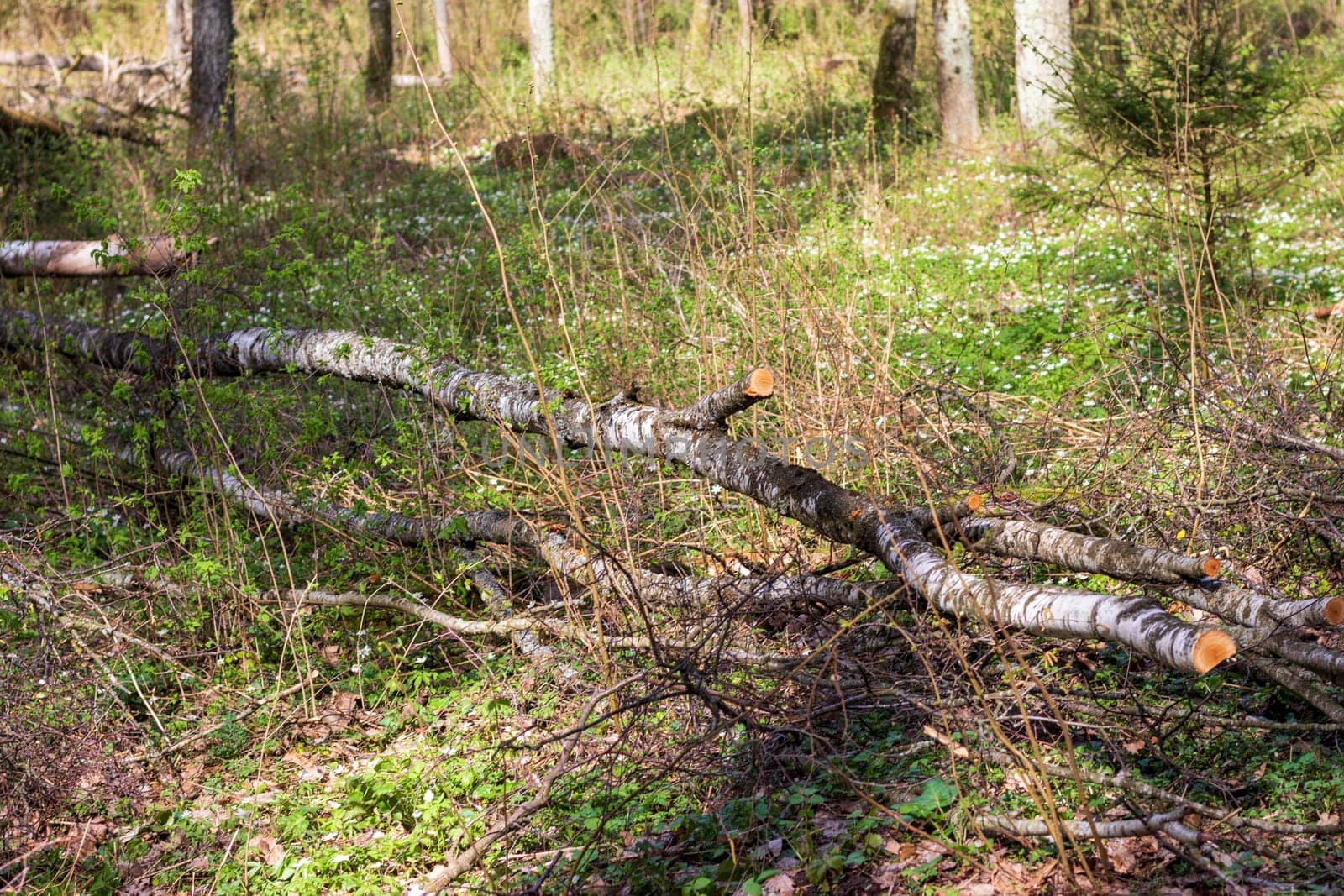 Landscape shot of the forest. Wooden logs