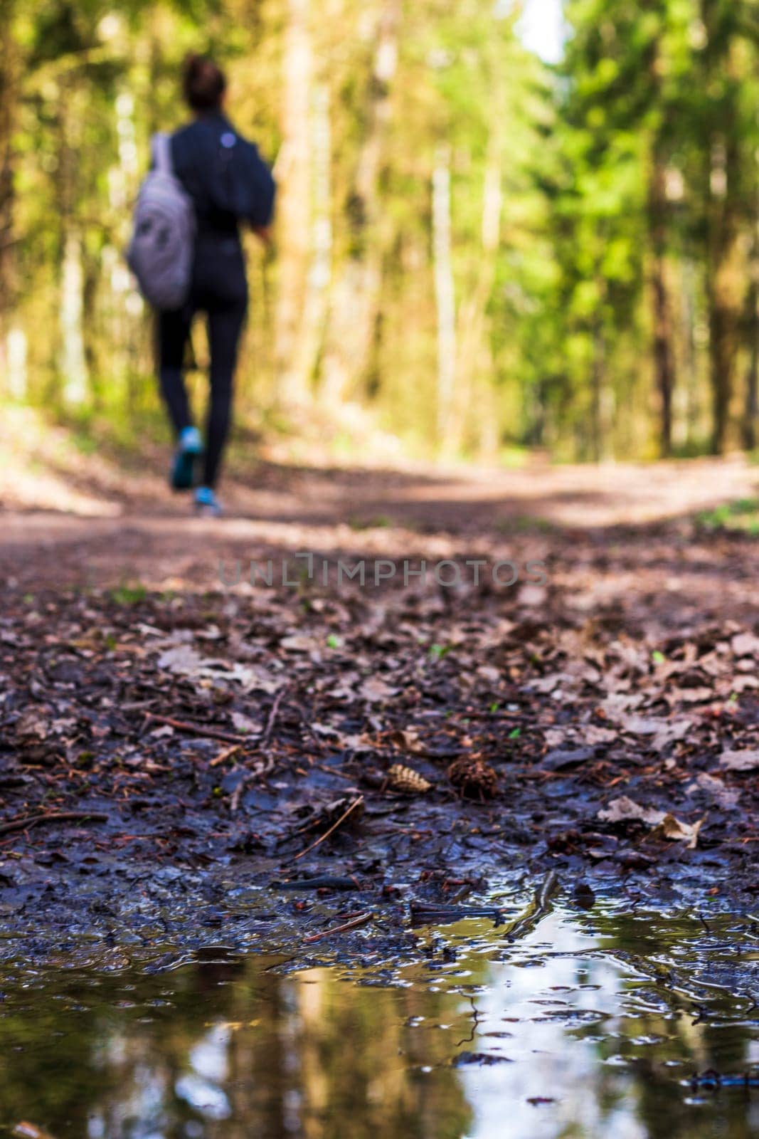 Trees of the forest reflected in the puddle