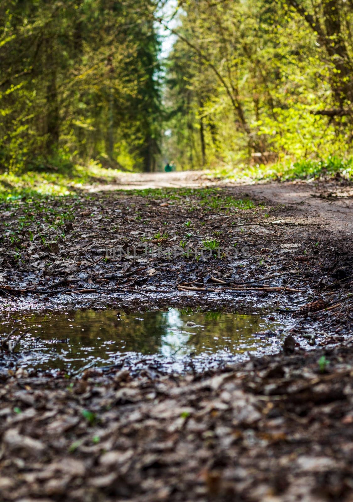 Trees of the forest reflected in the puddle