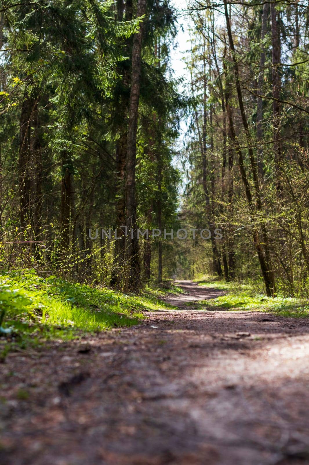 Landscape shot of the forest.