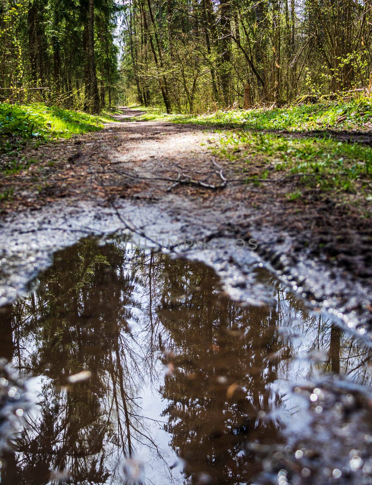 Trees of the forest reflected in the puddle