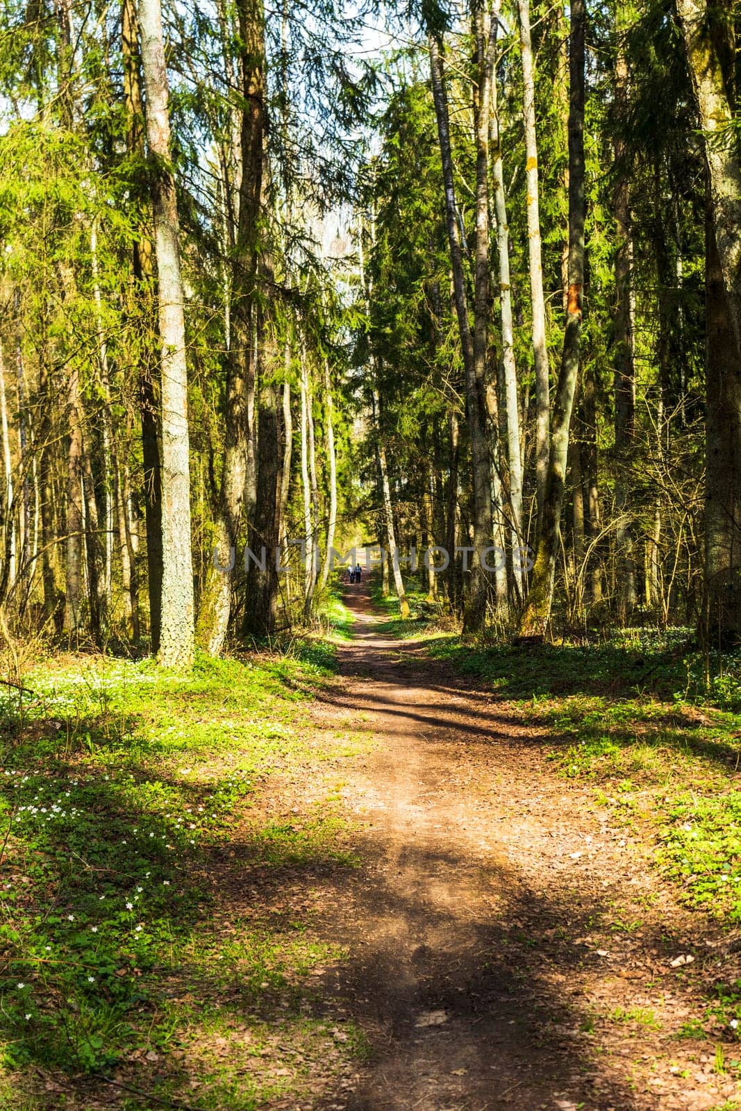 Landscape shot of the forest.