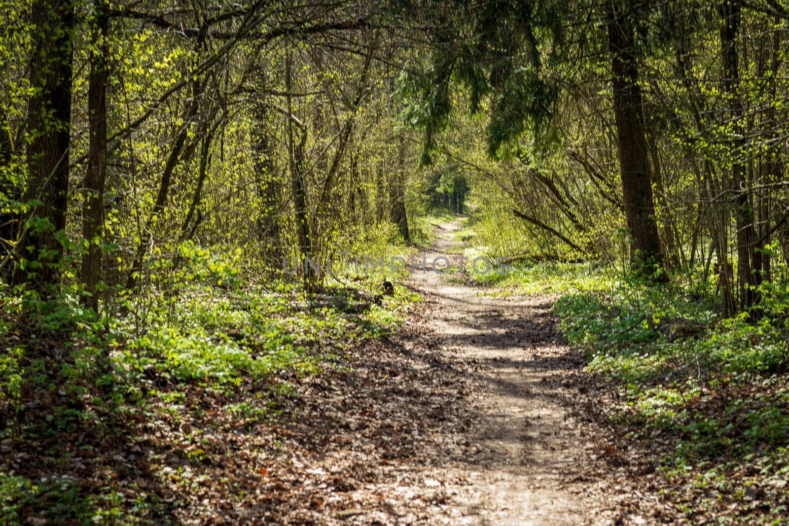 Landscape shot of the forest.