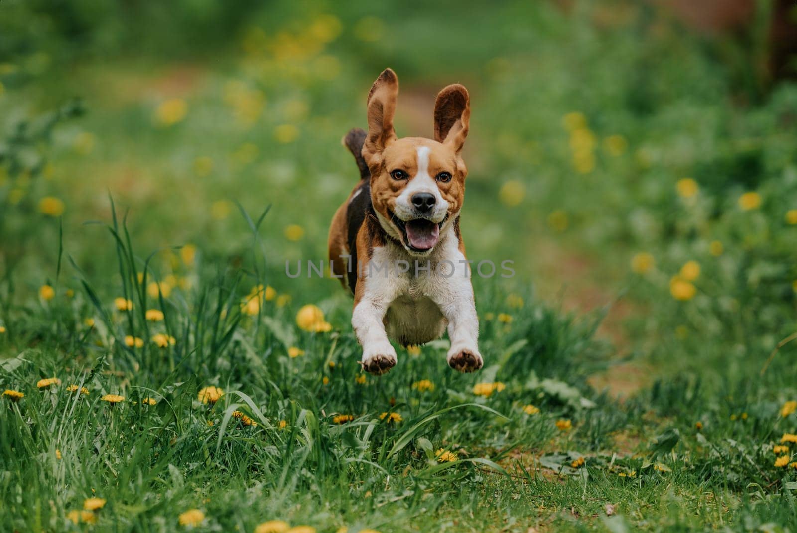 Running beagle dog on spring grass outdoor. Cute doggy playing on nature. by kristina_kokhanova