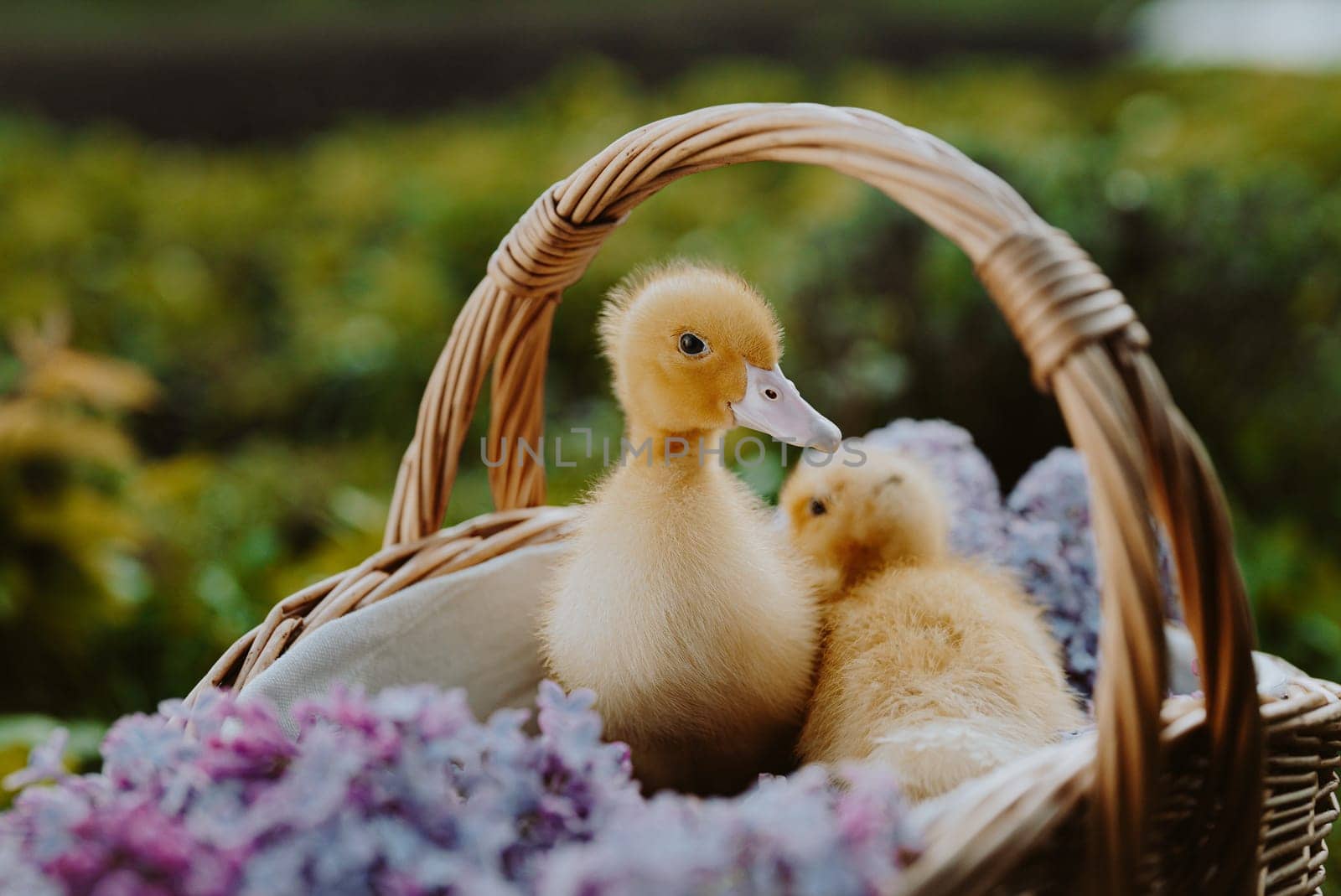 Cute little yellow ducklings sitting in wicker basket with lilac flowers bouquet by kristina_kokhanova