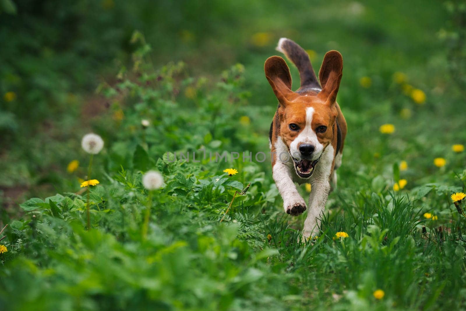 Running beagle dog on spring grass outdoor. Cute doggy playing on nature. by kristina_kokhanova