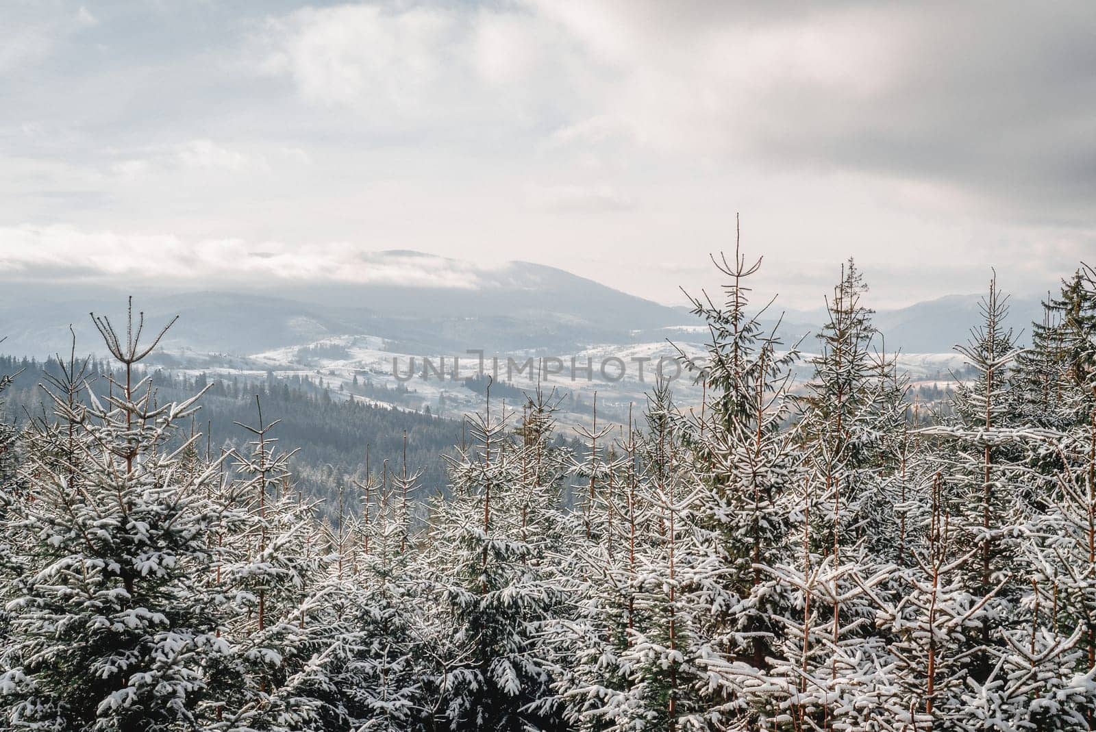 Winter, north destination. Mountains, frozen nature, spruce, evergreen trees. by kristina_kokhanova