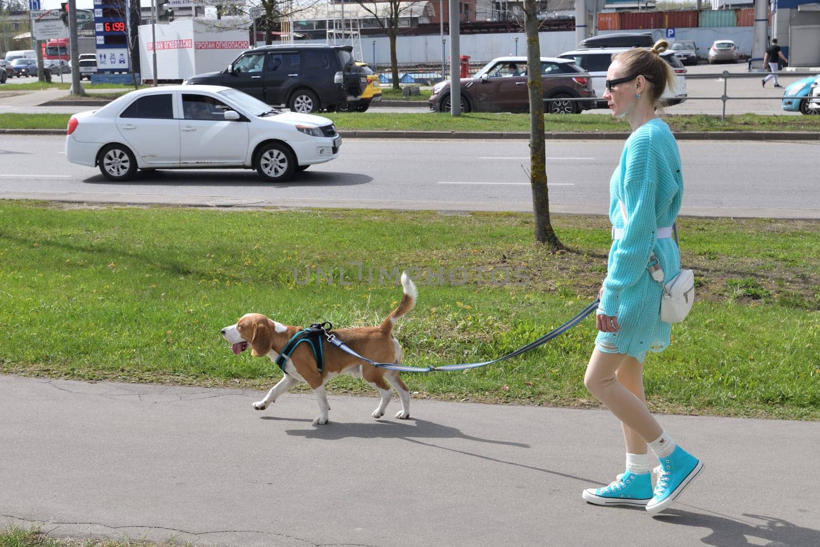 Moscow, Russia - Apr 26. 2024. A woman walks a beagle on a leash along the sidewalk along roadway