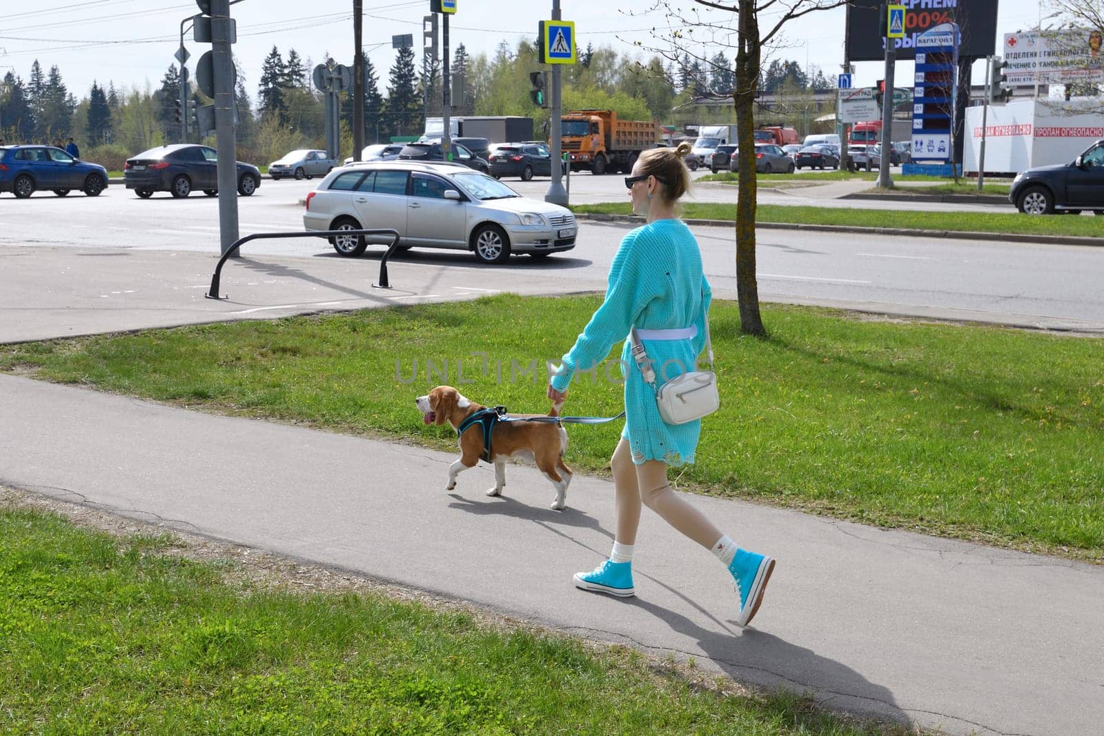 Moscow, Russia - Apr 26. 2024. A woman walks a beagle on a leash along the sidewalk along the roadway by olgavolodina