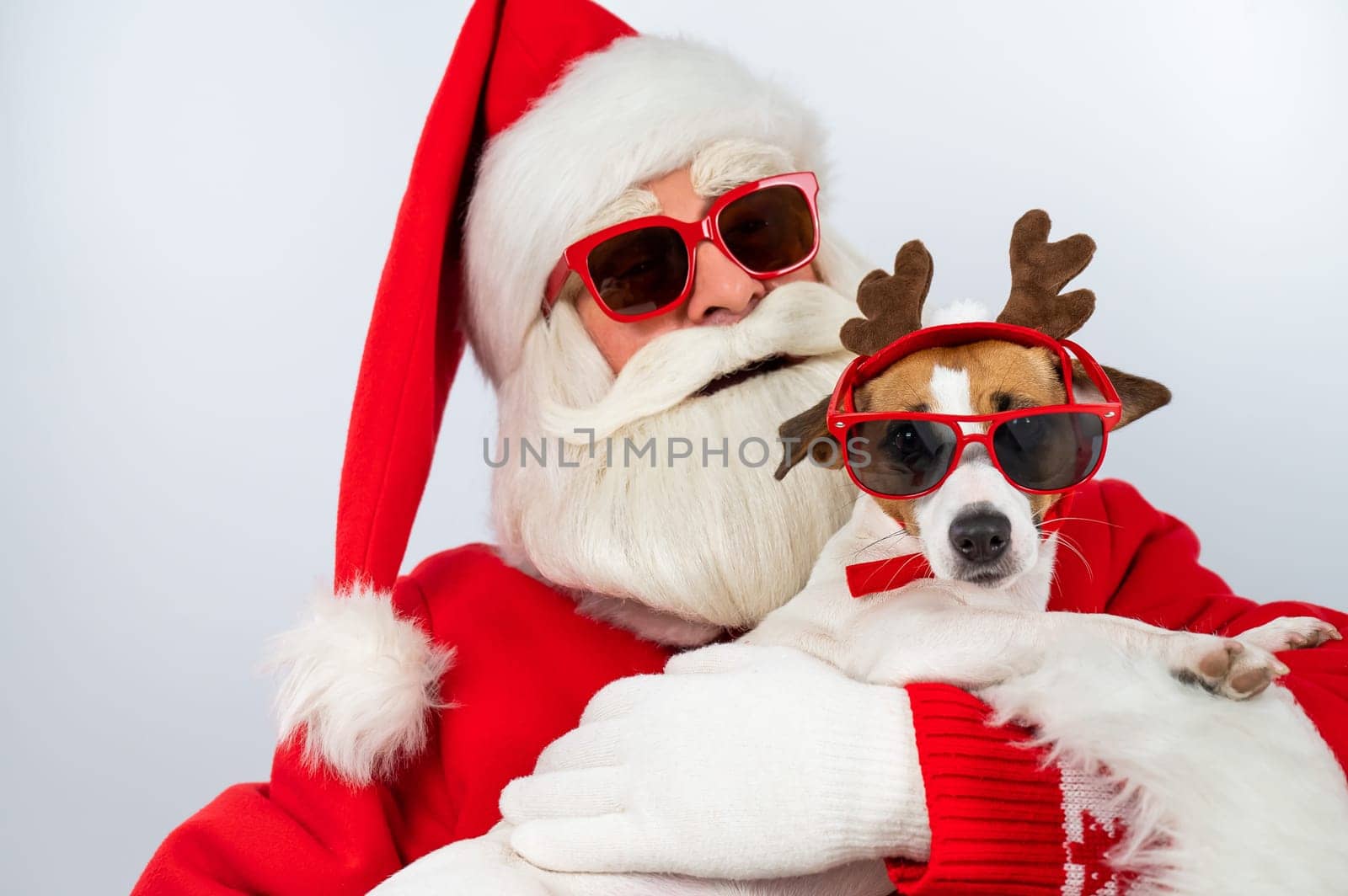 Portrait of santa claus in sunglasses and dog jack russell terrier in rudolf reindeer ears on a white background. by mrwed54
