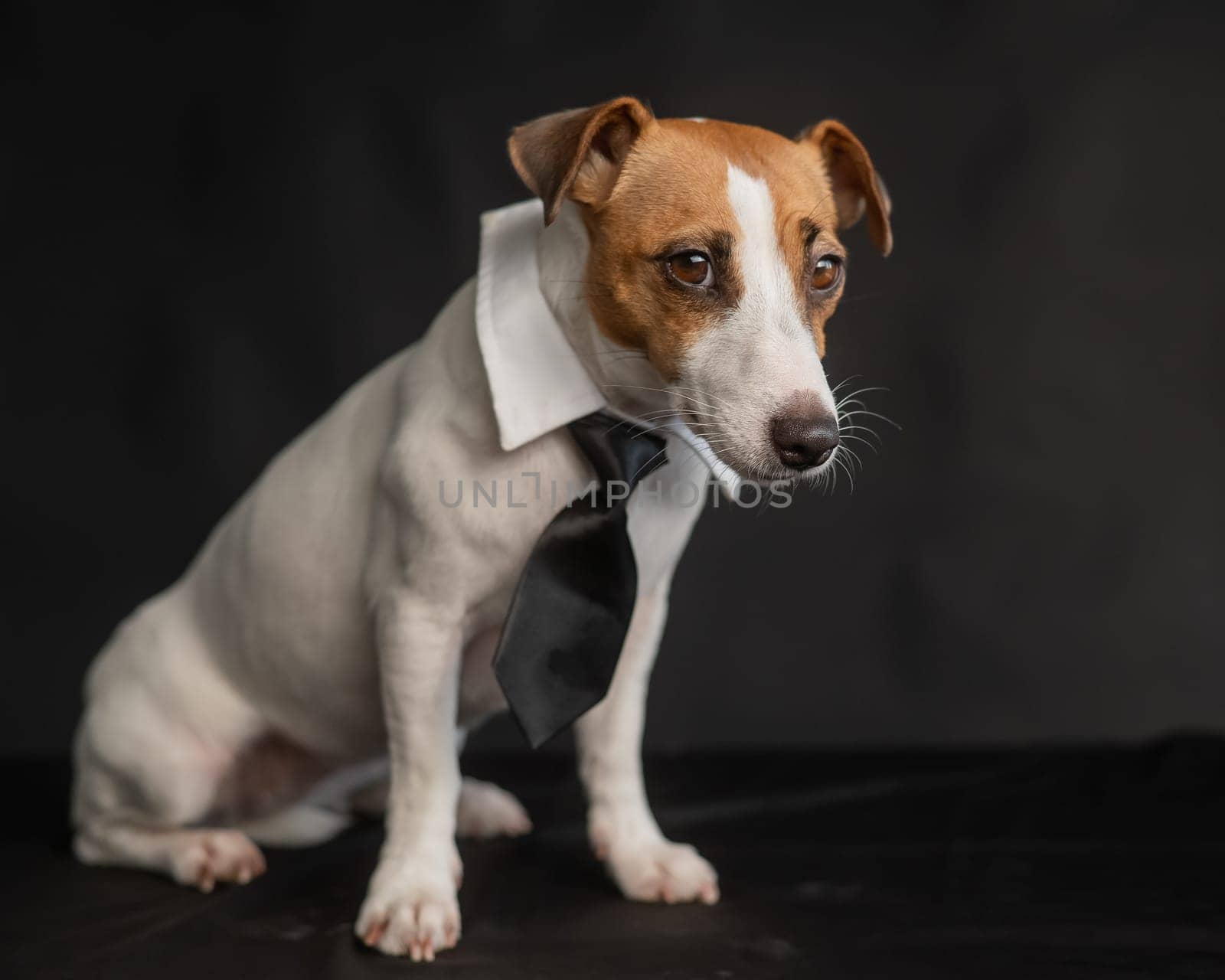 Jack Russell Terrier dog in a tie on a black background