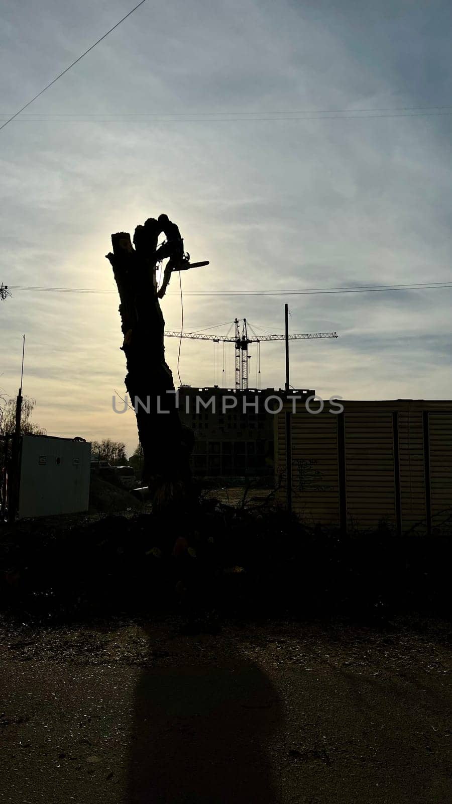 Arborist, man, forester cuts and cuts a tree in the city at sunset on a summer day, changing the natural landscape