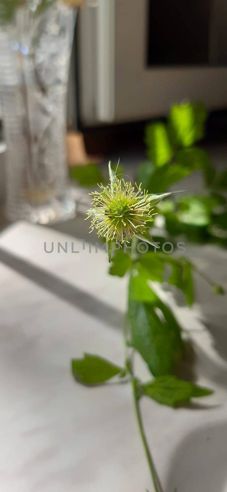 In the center, a strange bud of wildly growing weed comes into focus.