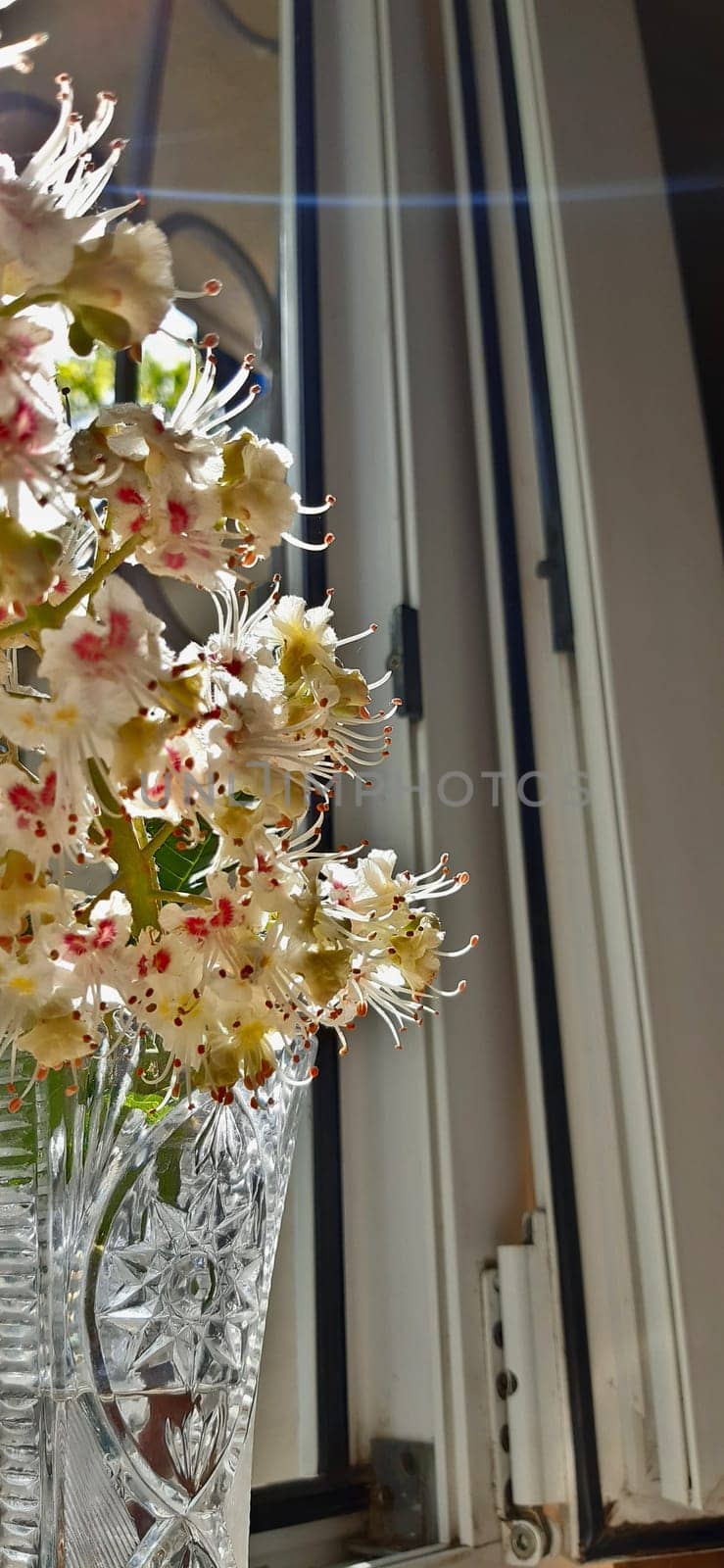 The chestnut tree blooms with white, very beautiful flowers.