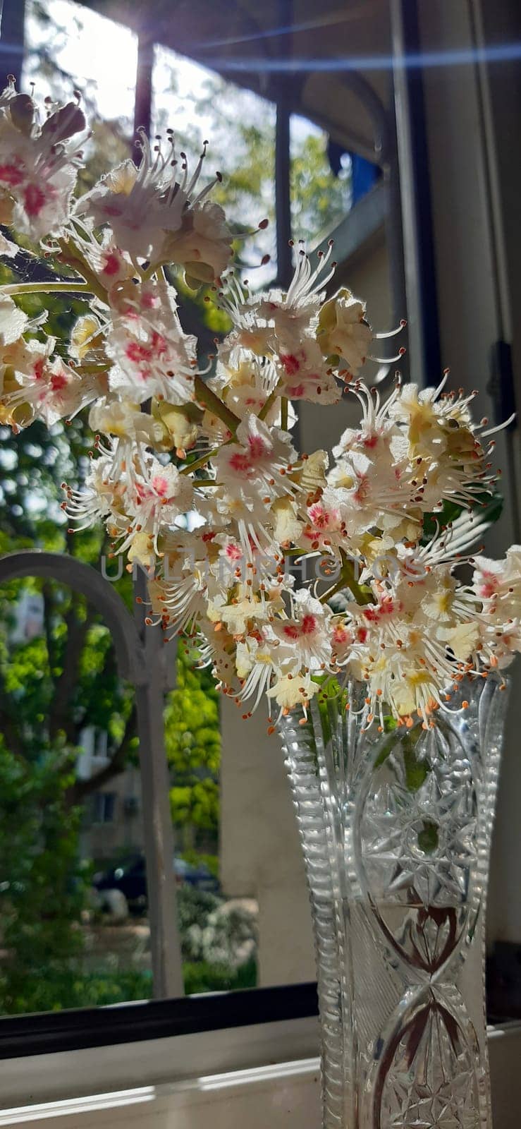 The chestnut tree blooms with white, very beautiful flowers.