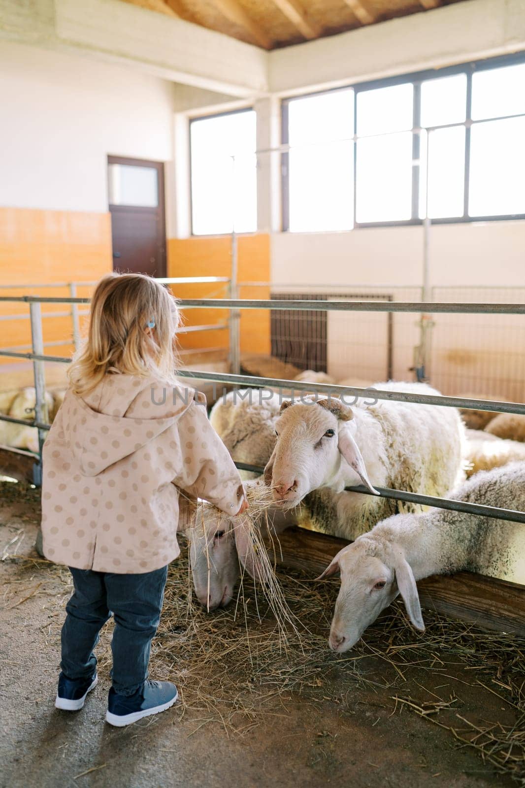 Little girl feeds white sheep with hay through a fence in a paddock on a farm. Back view. High quality photo