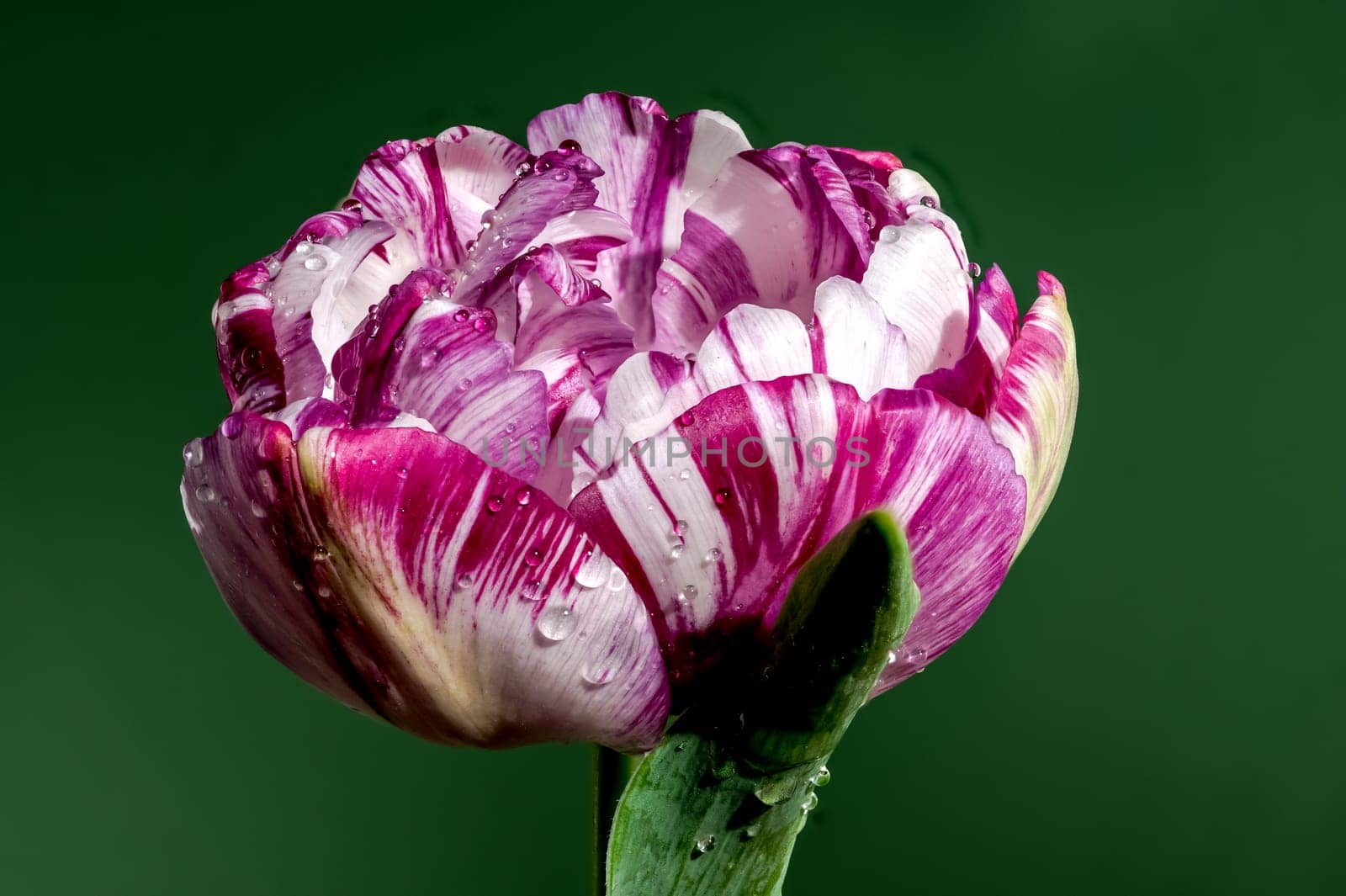 Blooming Tulip Jonquieres on a green background by Multipedia