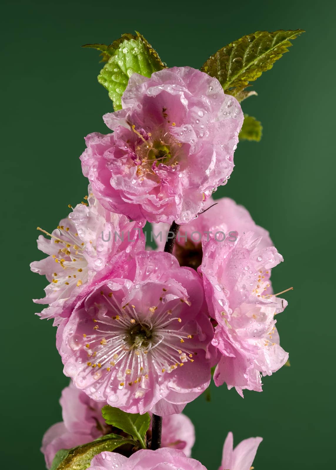 Beautiful pink Almond Prunus triloba blossoms on a green background. Flower head close-up.