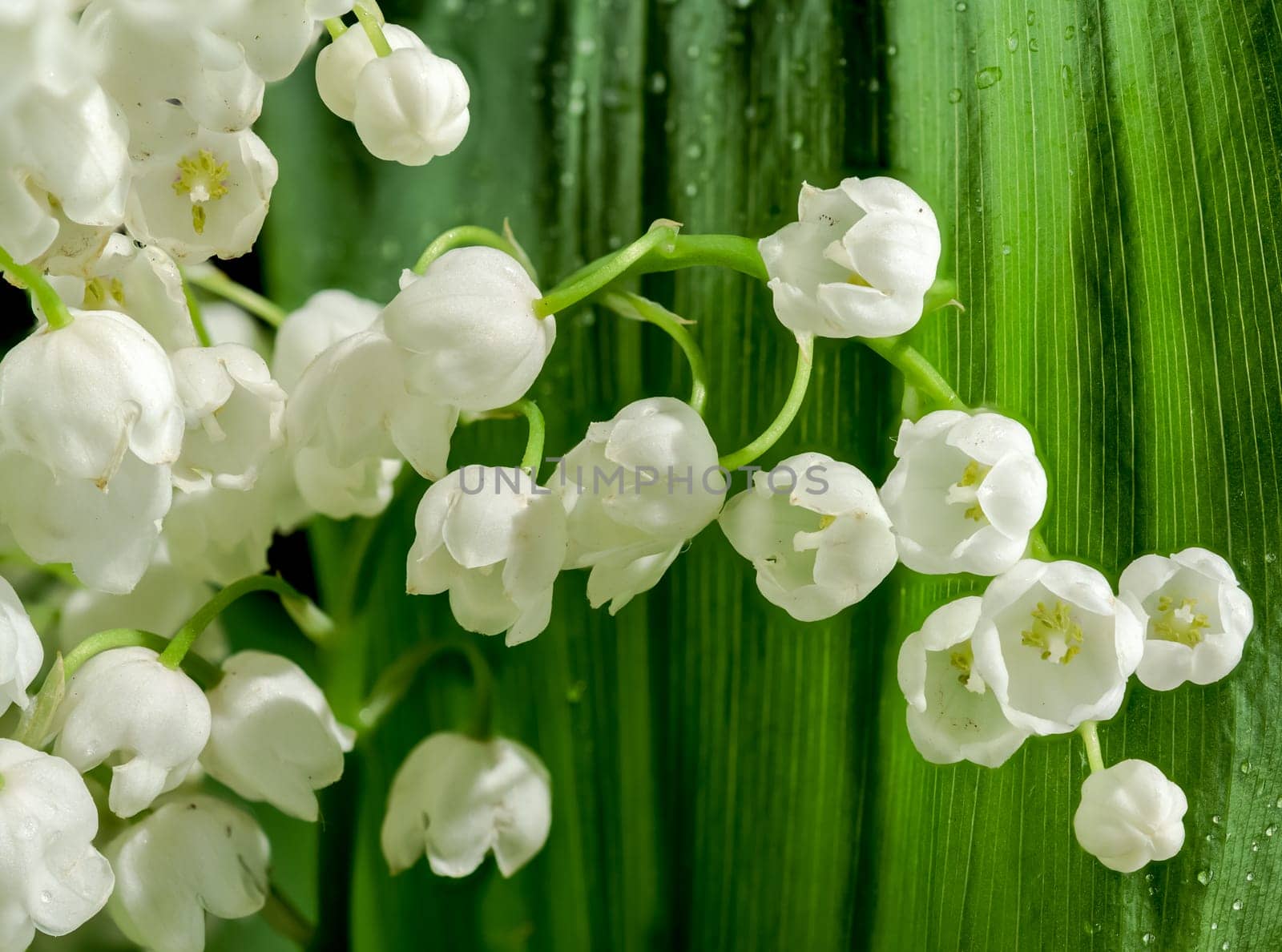Beautiful blooming white Lily of the valley flower. Flower head close-up.