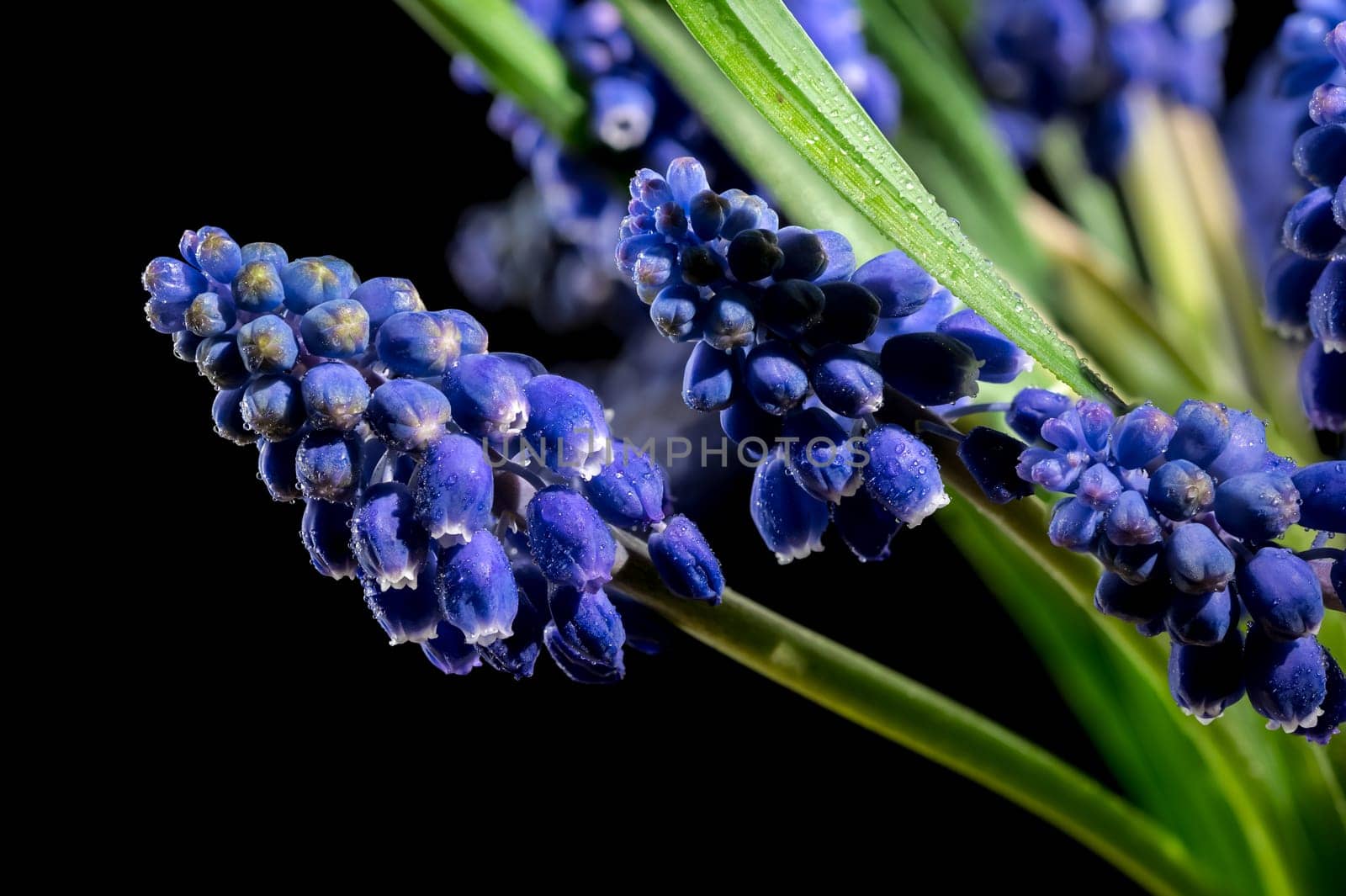 Blooming Muscari Alida flowers on a black background by Multipedia