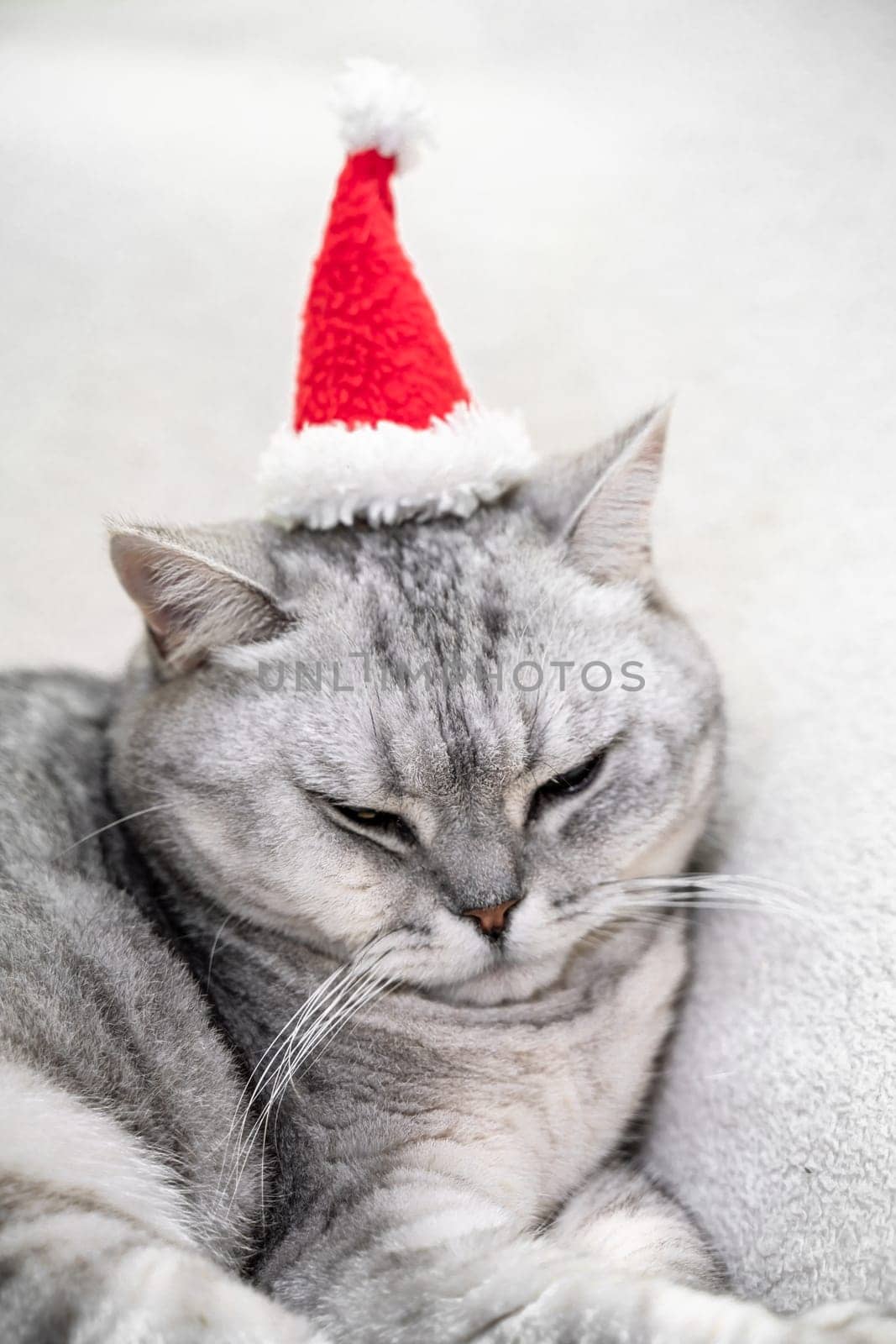 Scottish straight Christmas cat in a red santa hat sleeps on a white blanket. Pets, Christmas stories with pets. by Matiunina