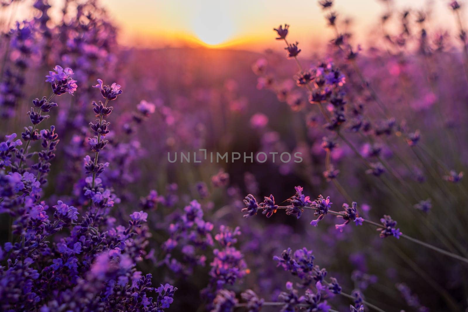 Blooming lavender in a field in Provence. Fantastic summer mood, floral sunset landscape of meadow lavender flowers. Peaceful bright and relaxing nature scenery. by Matiunina