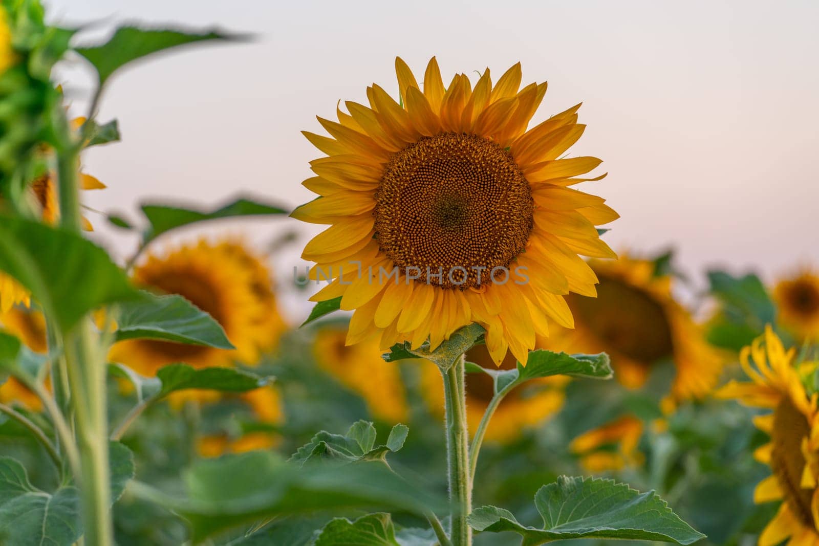 Field sunflowers in the warm light of the setting sun. Summer time. Concept agriculture oil production growing. by Matiunina