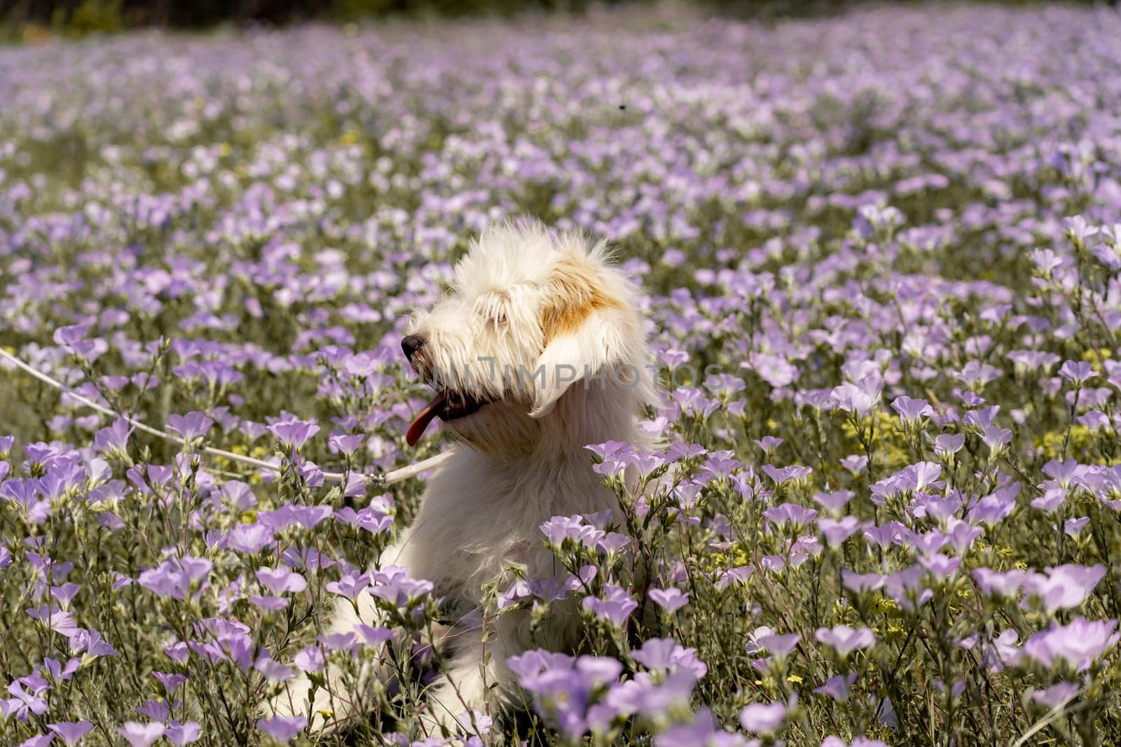 Dog walks in park in clearing among wild flowers and grass. Natural background with cute white dog puppy sitting on a summer Sunny meadow surrounded by flowers