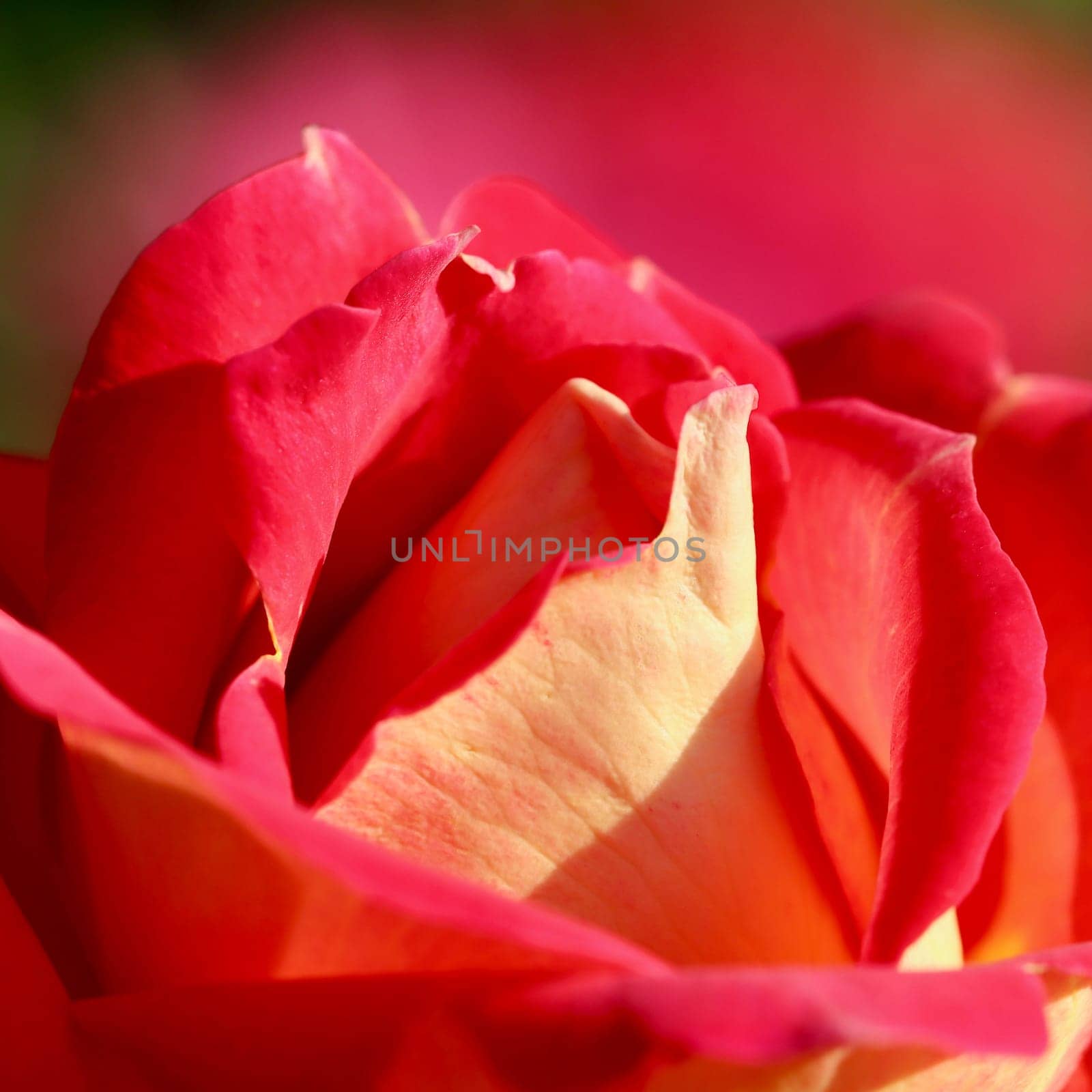 Pink yellow rose flower. Macro flowers background for holiday design by Olayola