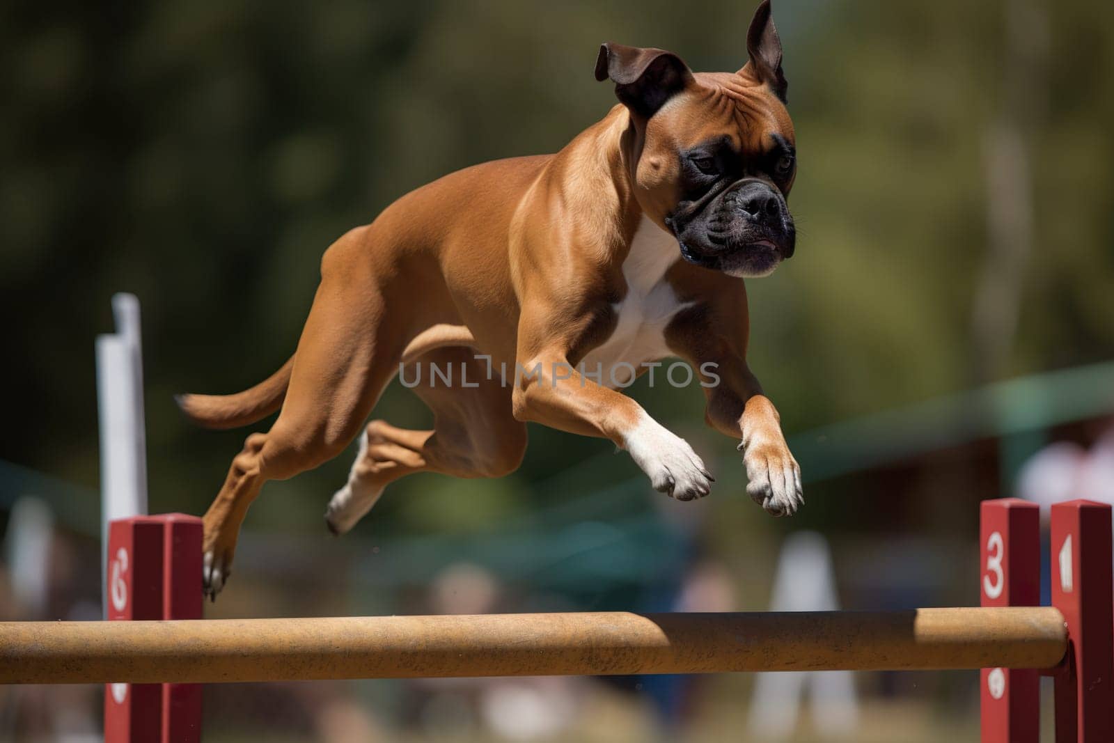 Joyful Boxer Dog Excitedly Conquers An Agility Challenge With Determination