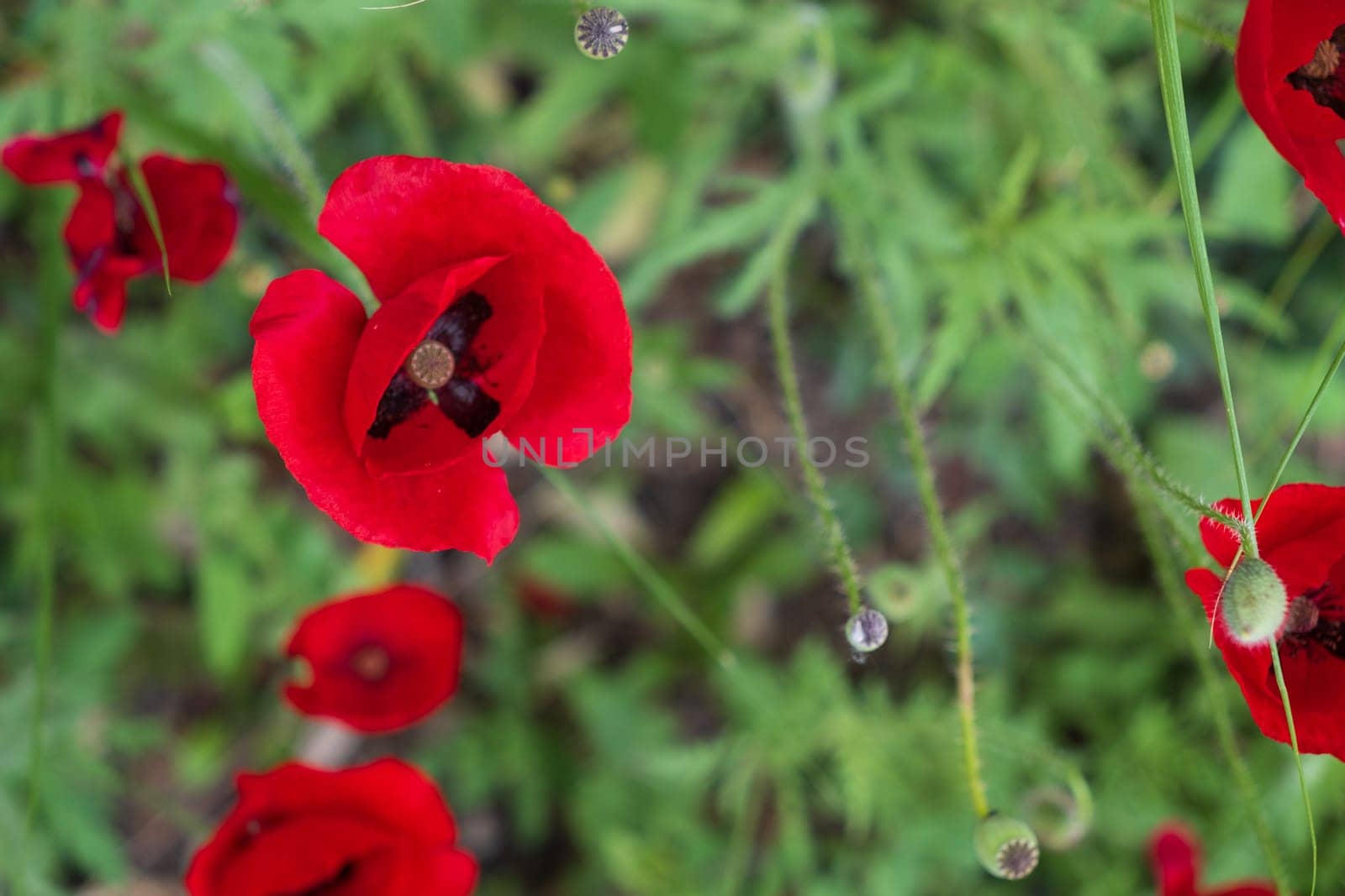 Poppy flowers, red petals move in the wind. In the garden . High quality