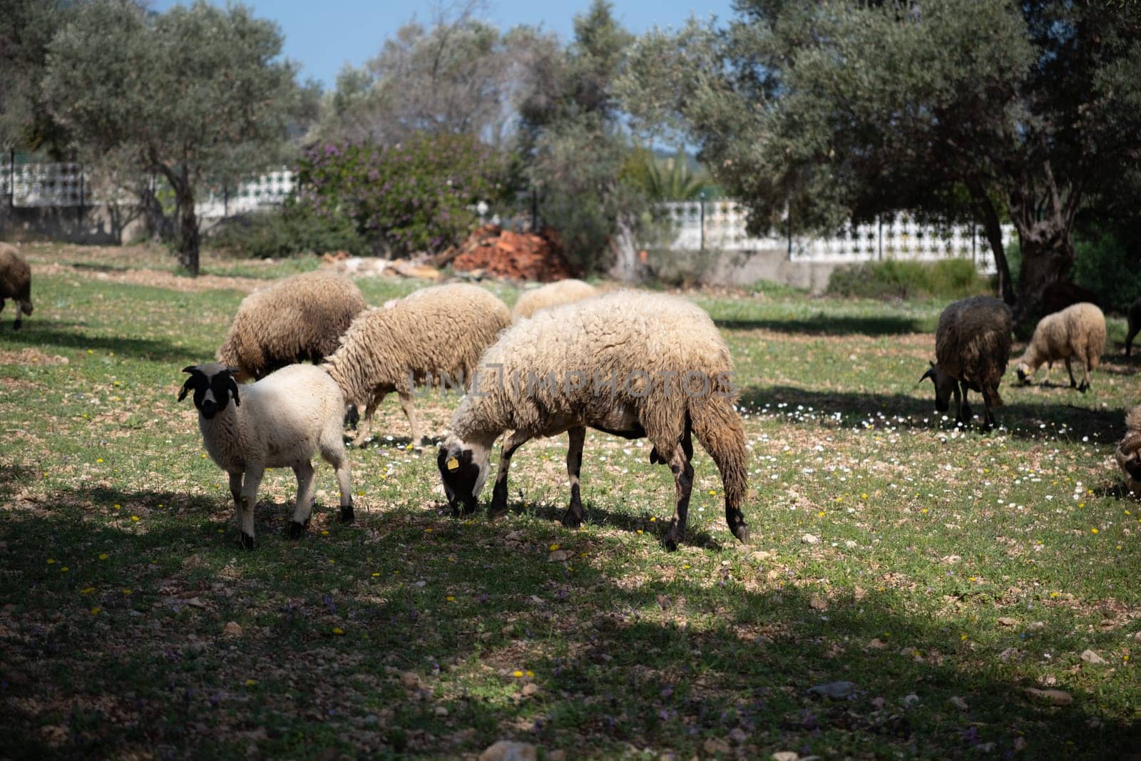 sheep grazing in the green field by senkaya
