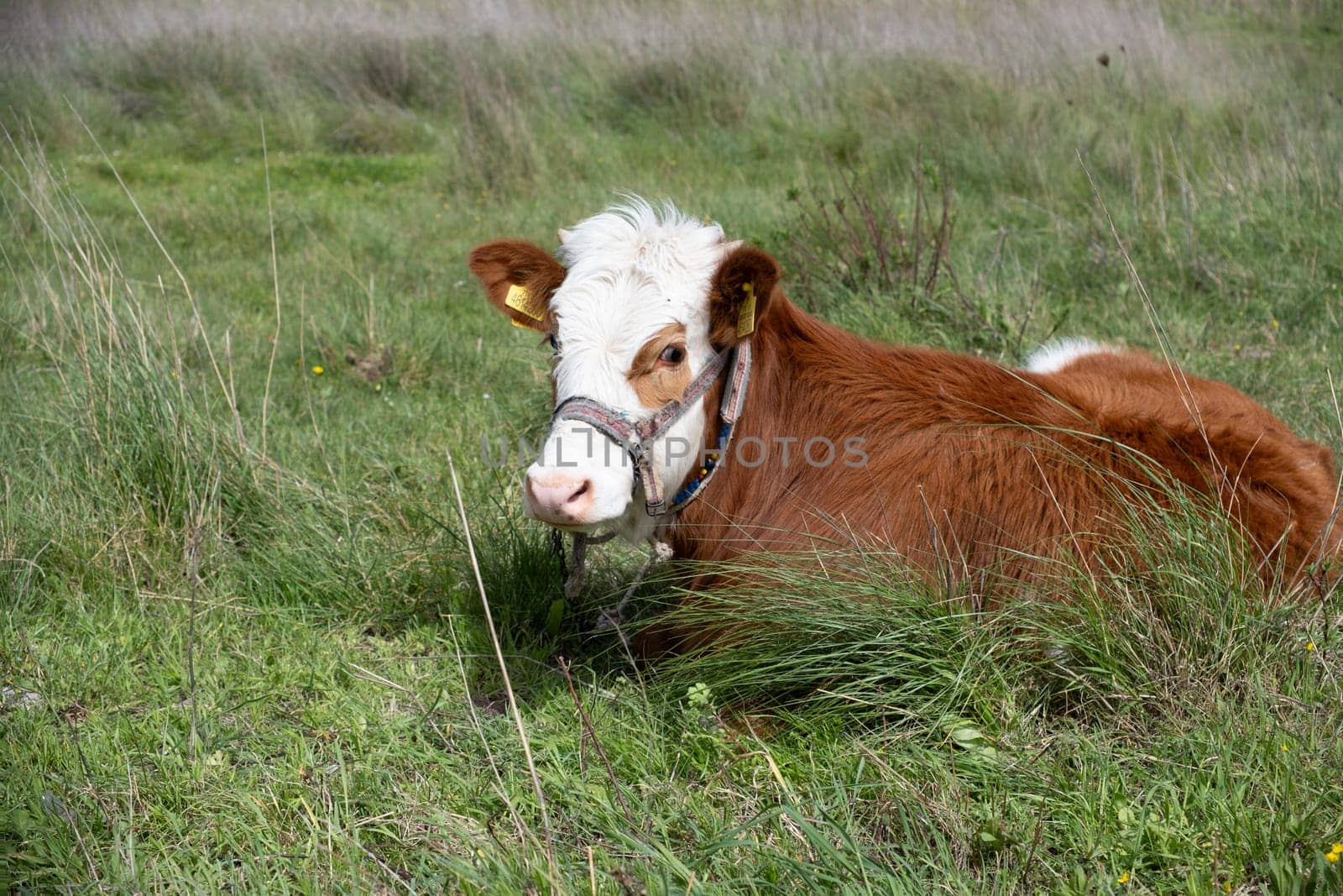 cows graze on a green field in sunny weather by senkaya
