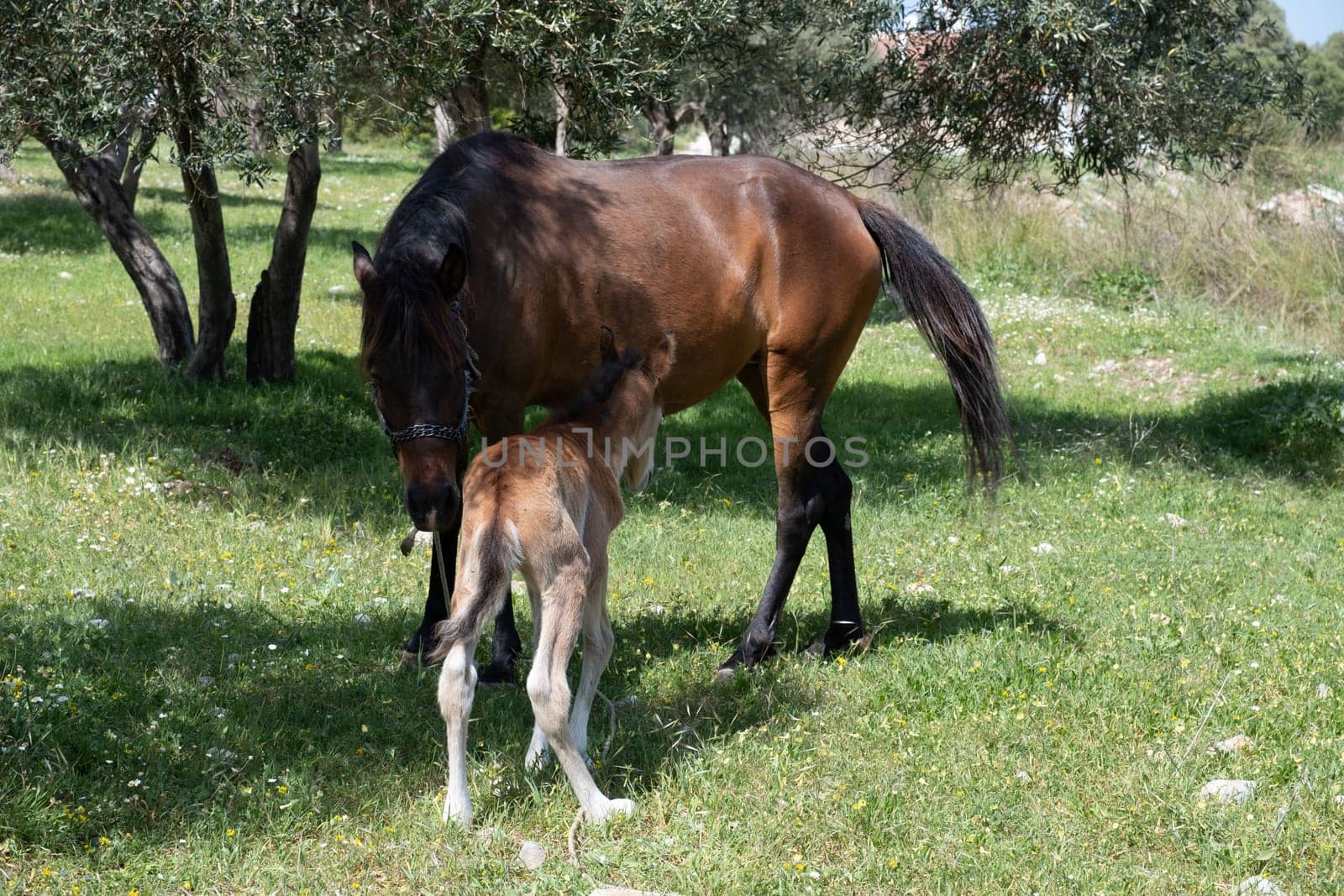 Mare with a foal in the field in summer by senkaya