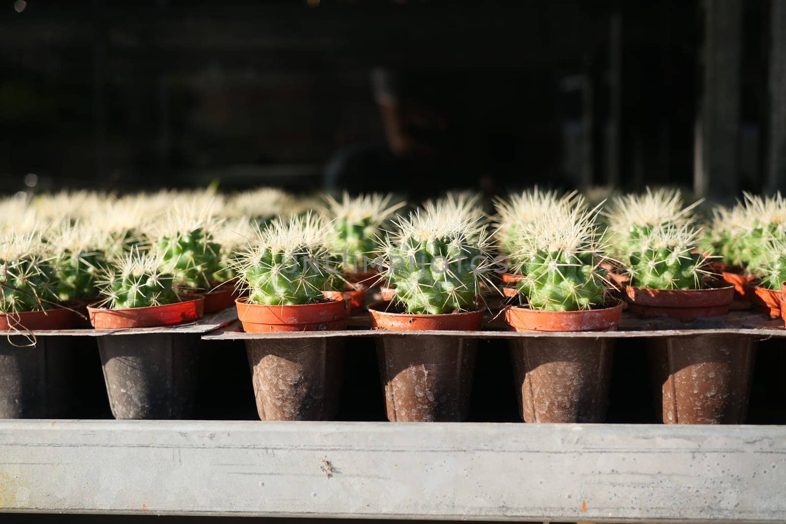 Close-up of many cactus in the pots at the market .