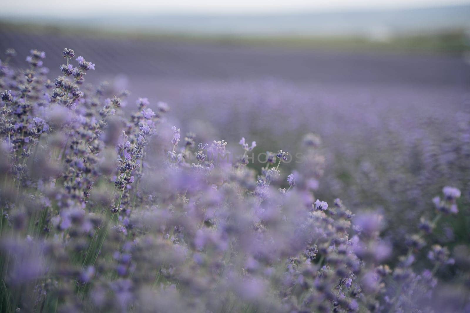 Blooming lavender field. Beautiful purple flowers. Regional organic cultivation