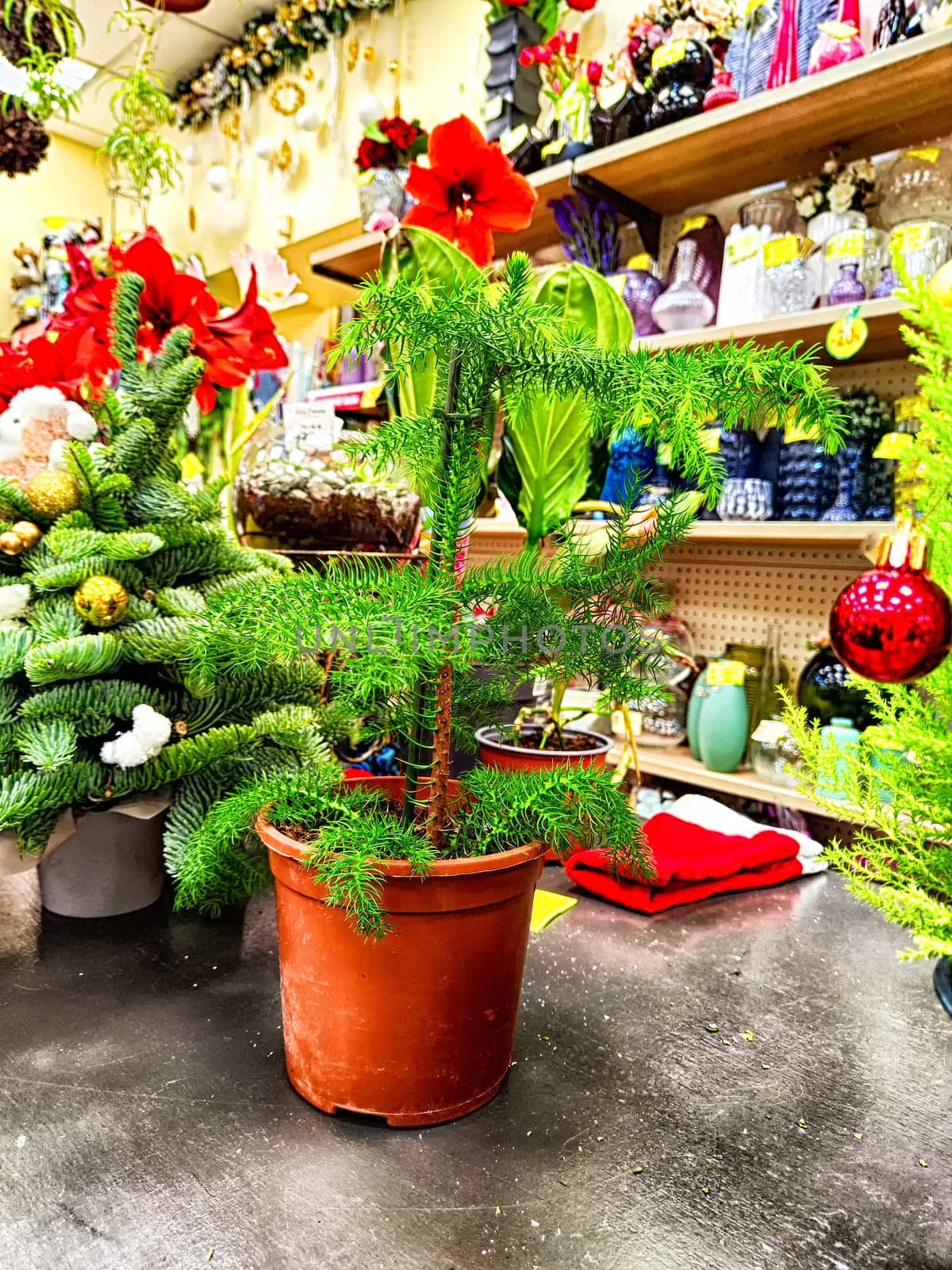 A decorated Norfolk Island Pine in a terracotta pot surrounded by holiday items