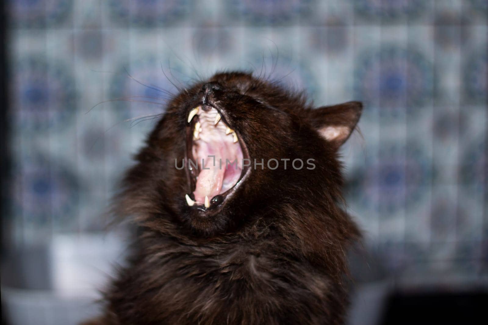 A Felidae carnivore cat with jaw, fang, and whiskers is shown yawning by Vera1703