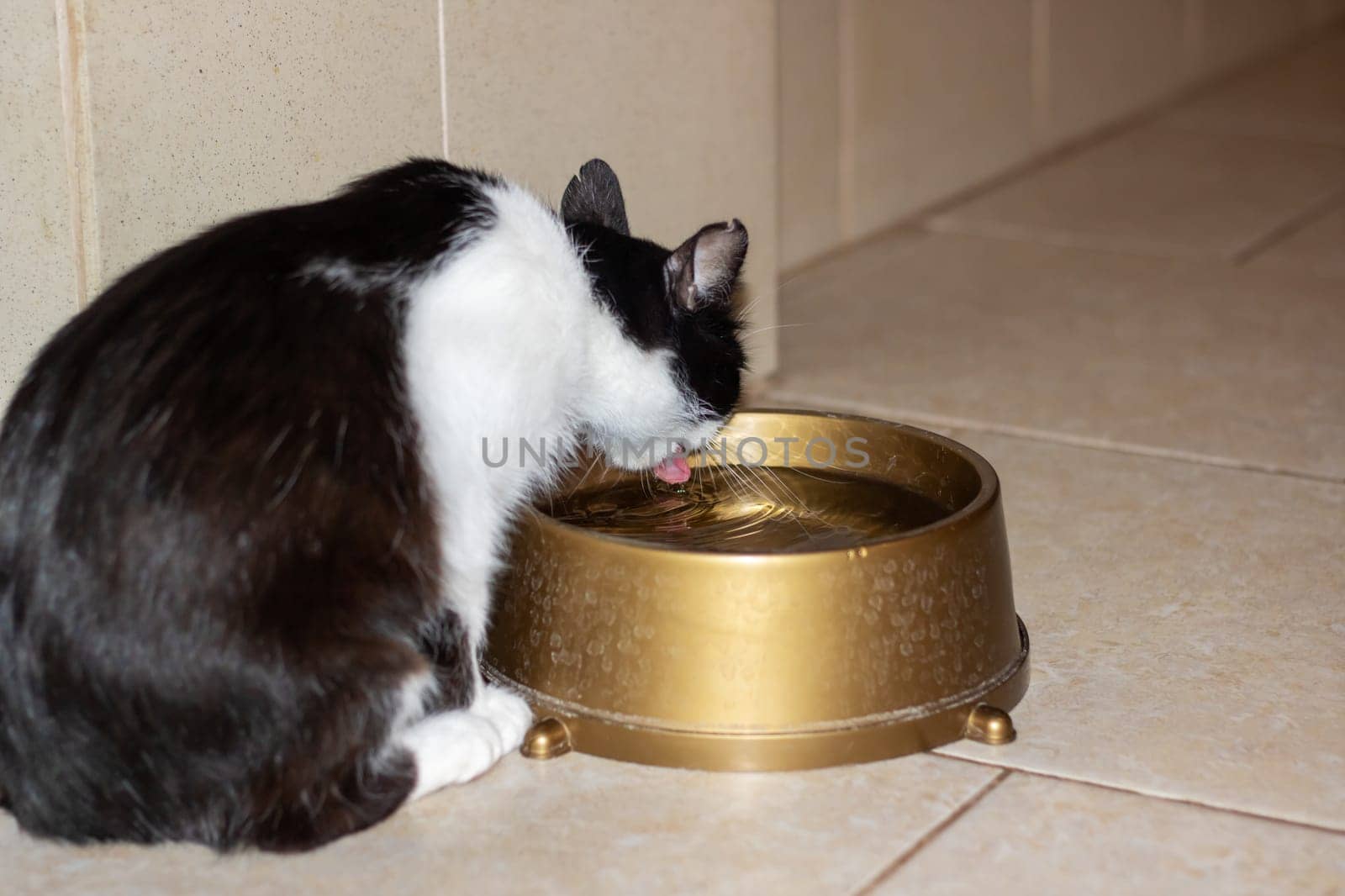 A carnivorous Felidae, the black and white cat with whiskers and a tail is drinking water from a gold cat supply bowl, a necessary pet supply for small to mediumsized cats