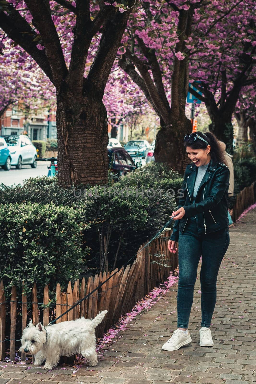 Portrait of one young beautiful caucasian girl in a leather jacket with a smile walks and has fun with a white dog on a leash on a city street against the backdrop of flowering sakura trees, close-up side view.