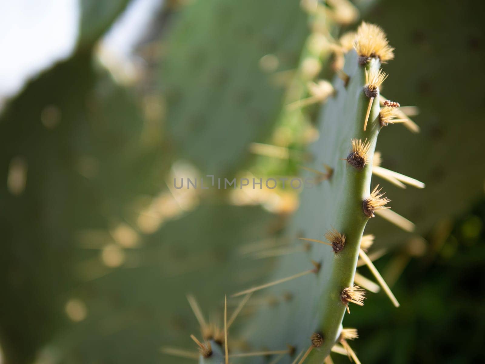 A closeup of an Eastern prickly pear, a flowering plant with green cactus pads and yellow thorns, showcasing the beauty of natures terrestrial vegetation